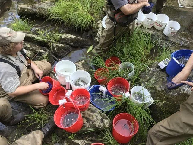 People collecting water with buckets by a stream, surrounded by rocks and grass.