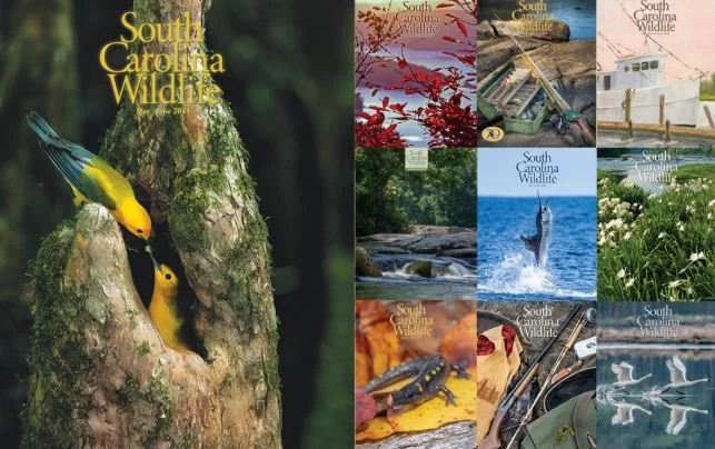 A collage of South Carolina wildlife magazine covers featuring birds, fish, reptiles, plants, and outdoor scenes.