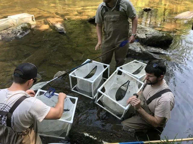 Three men in a river using nets and containers to catch fish. Two men are in the water, one standing on a rock, and the third man is kneeling on the riverbank.