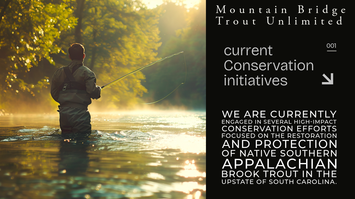Man fishing in a river during sunrise with trees in background, and a black overlay with white text about conservation efforts for Appalachian brook trout in South Carolina.