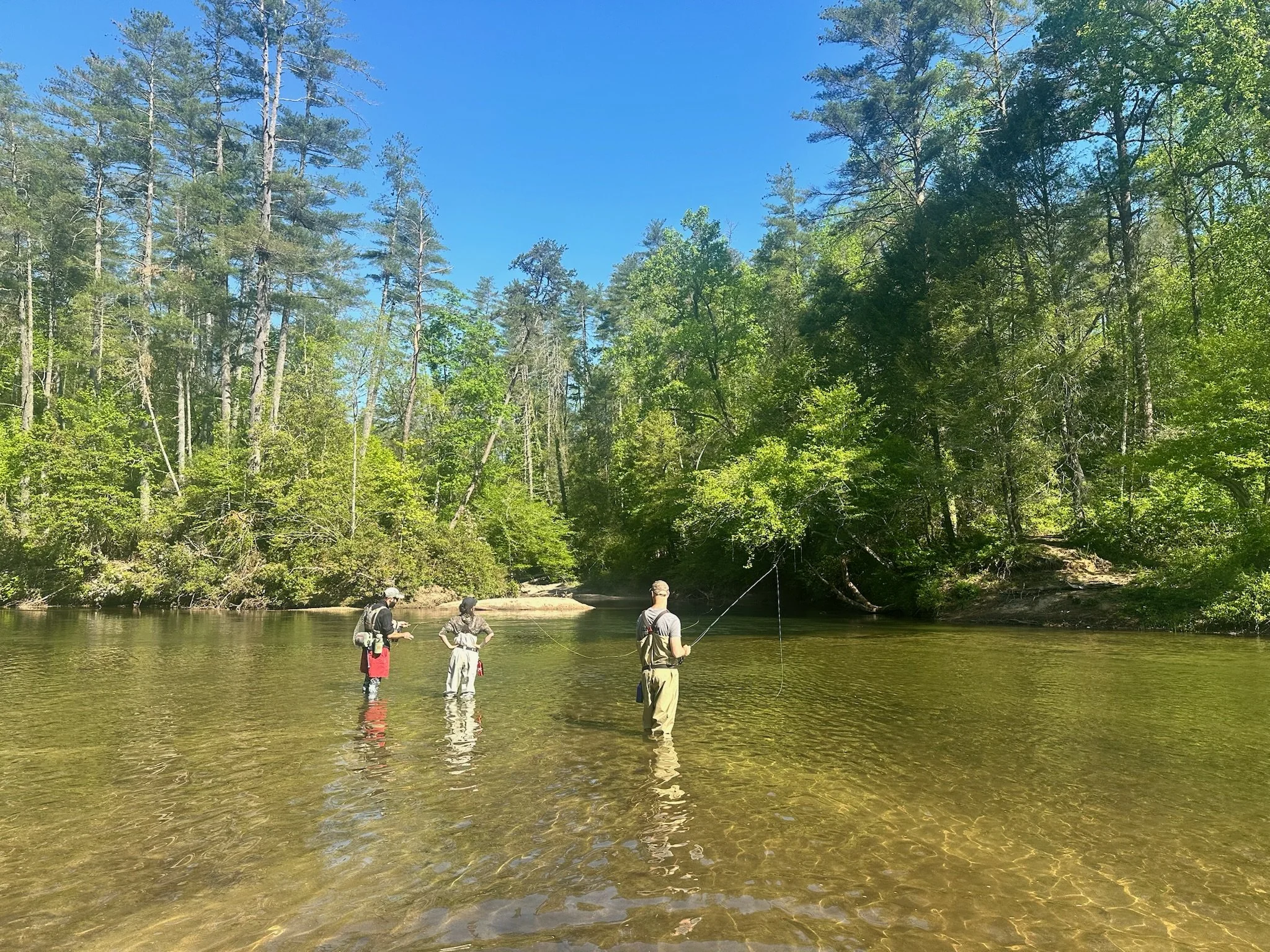 Four men fishing in a clear river, surrounded by tall pine trees and lush green forest under a bright blue sky.