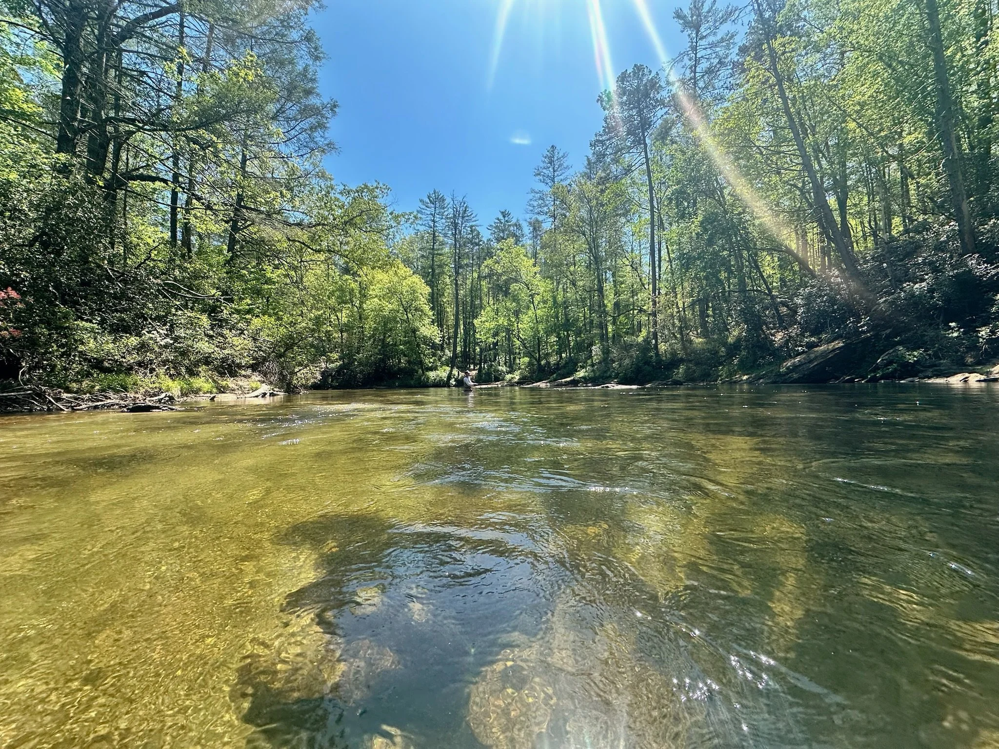 A river flowing through a lush, green forest under a bright blue sky with sunlight streaming through the trees.
