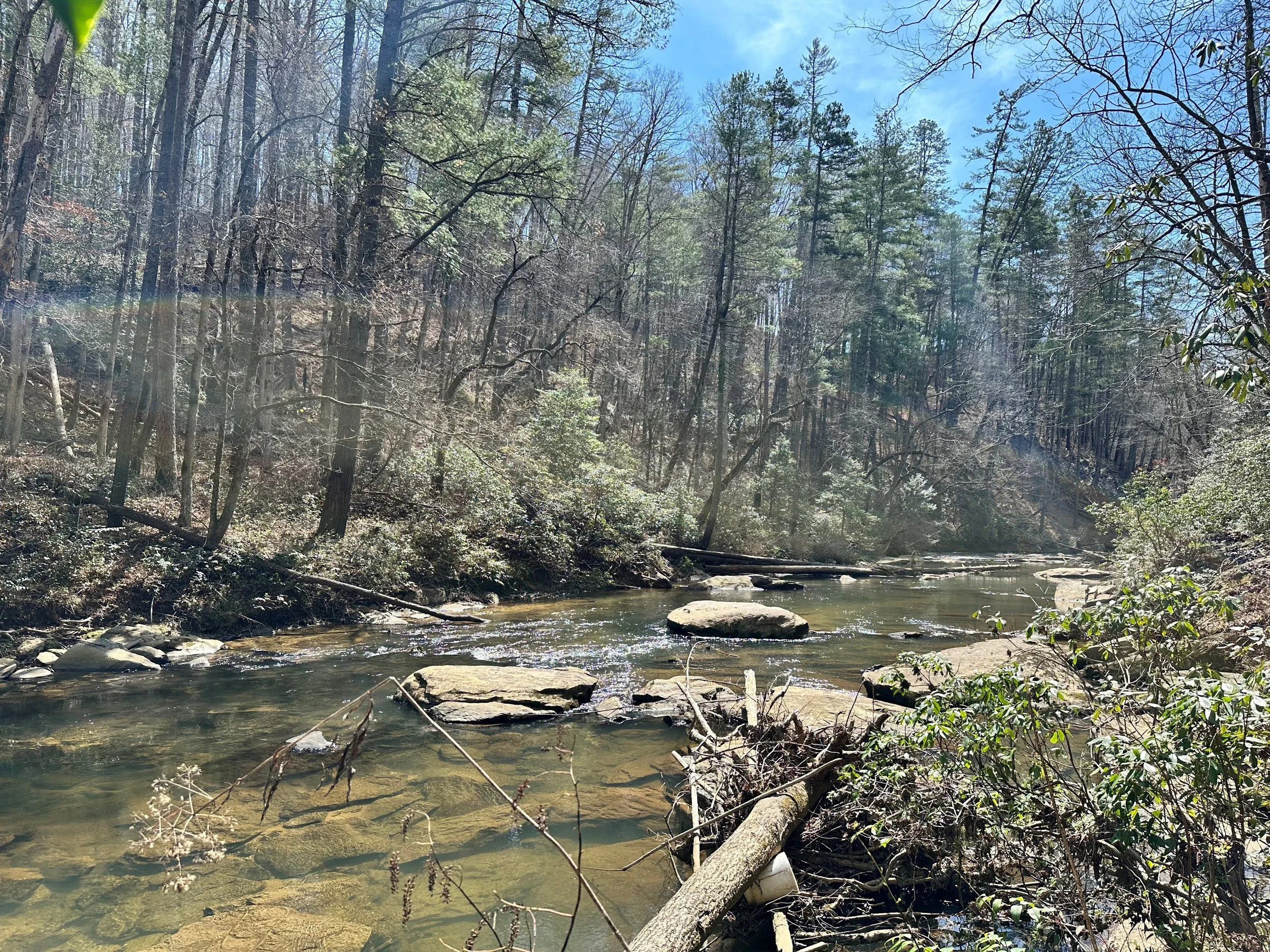A forest with tall trees and a stream running through it on a sunny day with a blue sky.