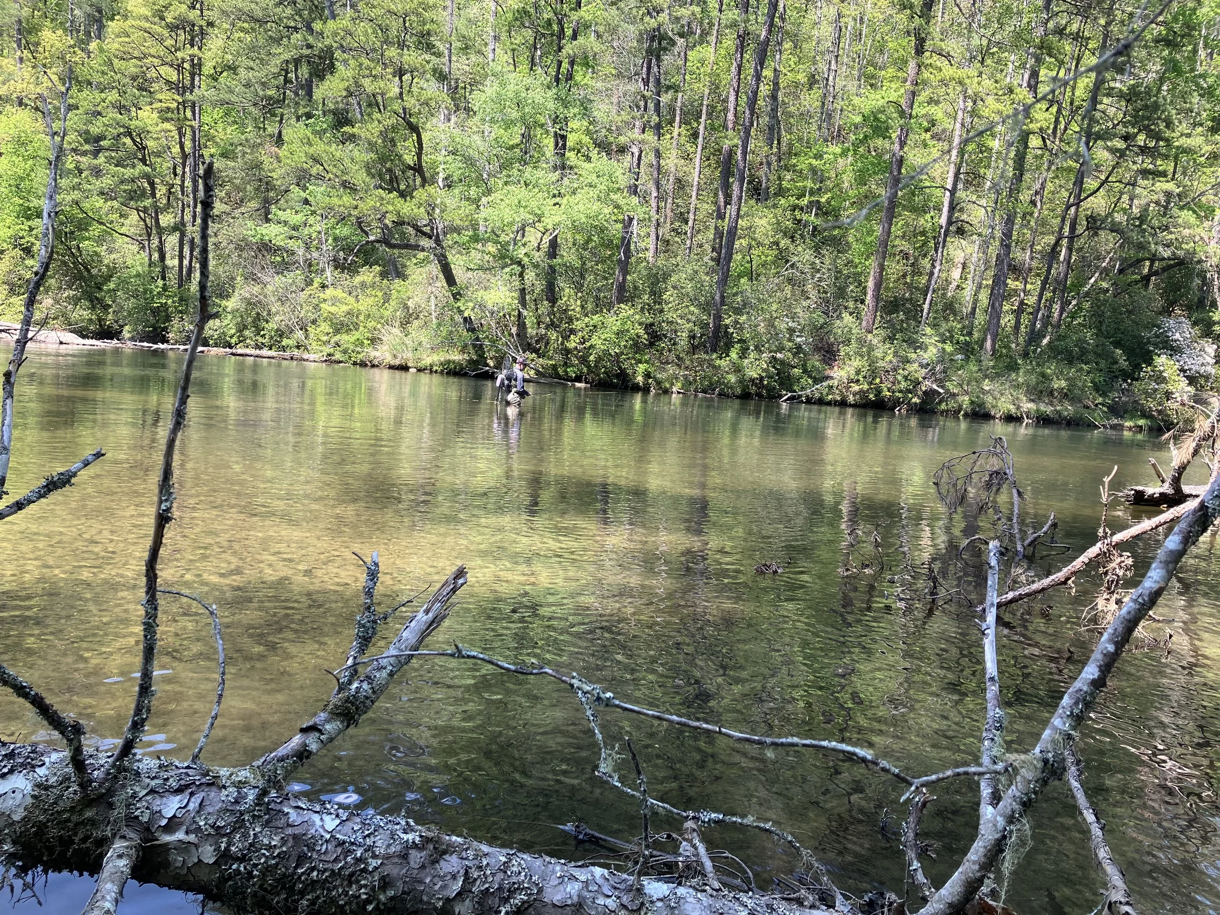 A river flowing through a dense green forest with tall trees and a person fishing in the water.