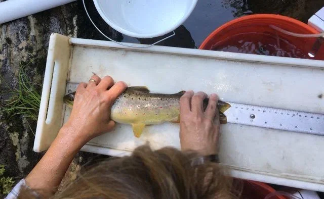 Person measuring a fish on a white, inline ruler with a measuring scale, placed on a cutting board.