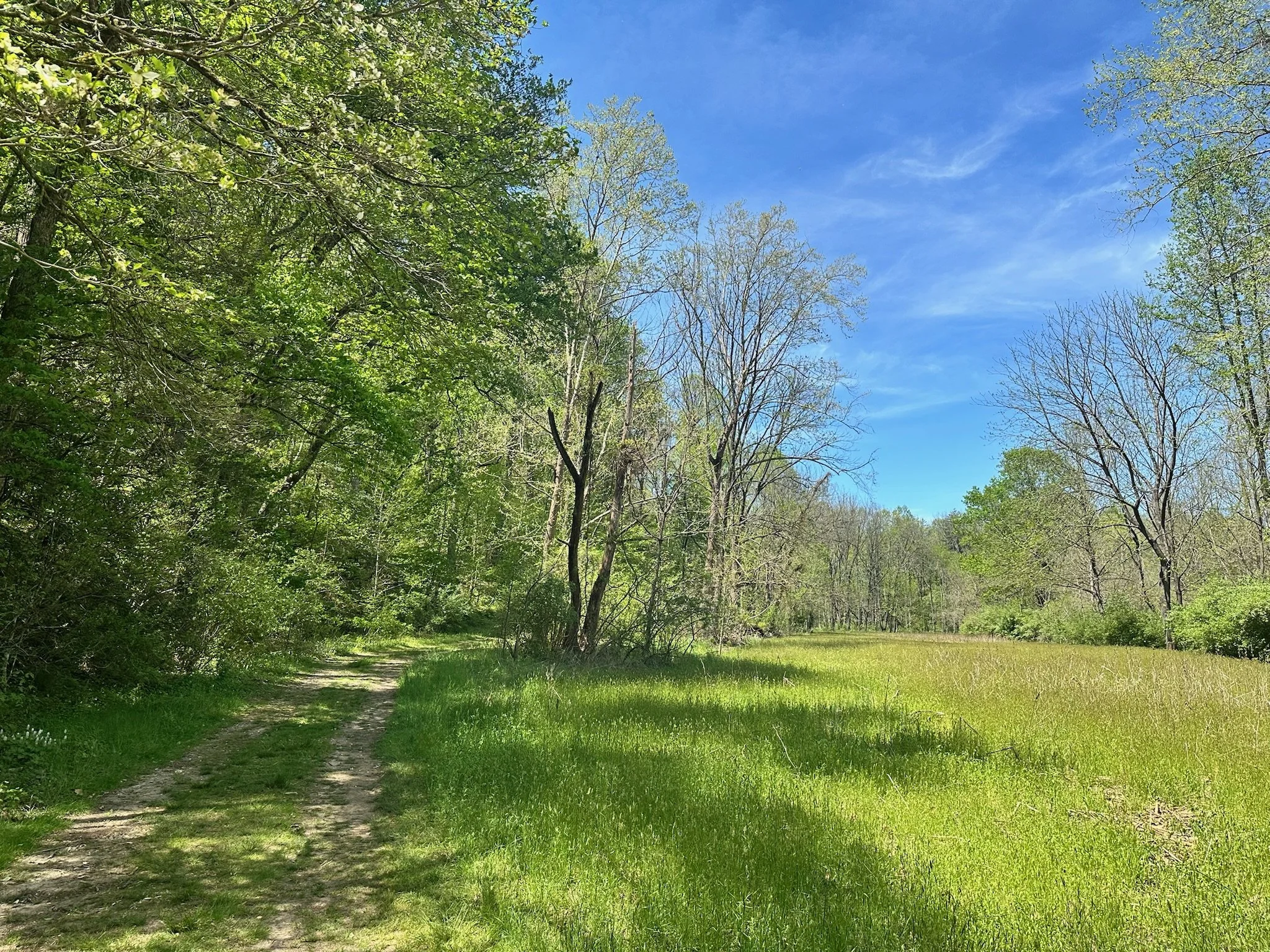 A scenic forest path with trees on both sides under a bright blue sky with a few wispy clouds. The trees are lush and green, indicating spring or early summer, with some partially leafless branches. The ground is grassy with a dirt trail.