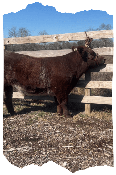 A small brown calf leaning against a wooden fence on a farm, with a clear blue sky on Stuart Ranch.