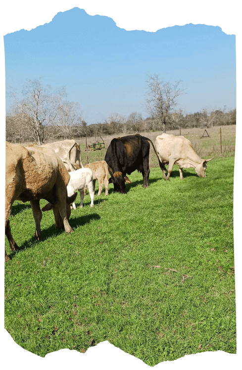 Cows grazing on Stuart Ranch with trees and a blue sky in the background.