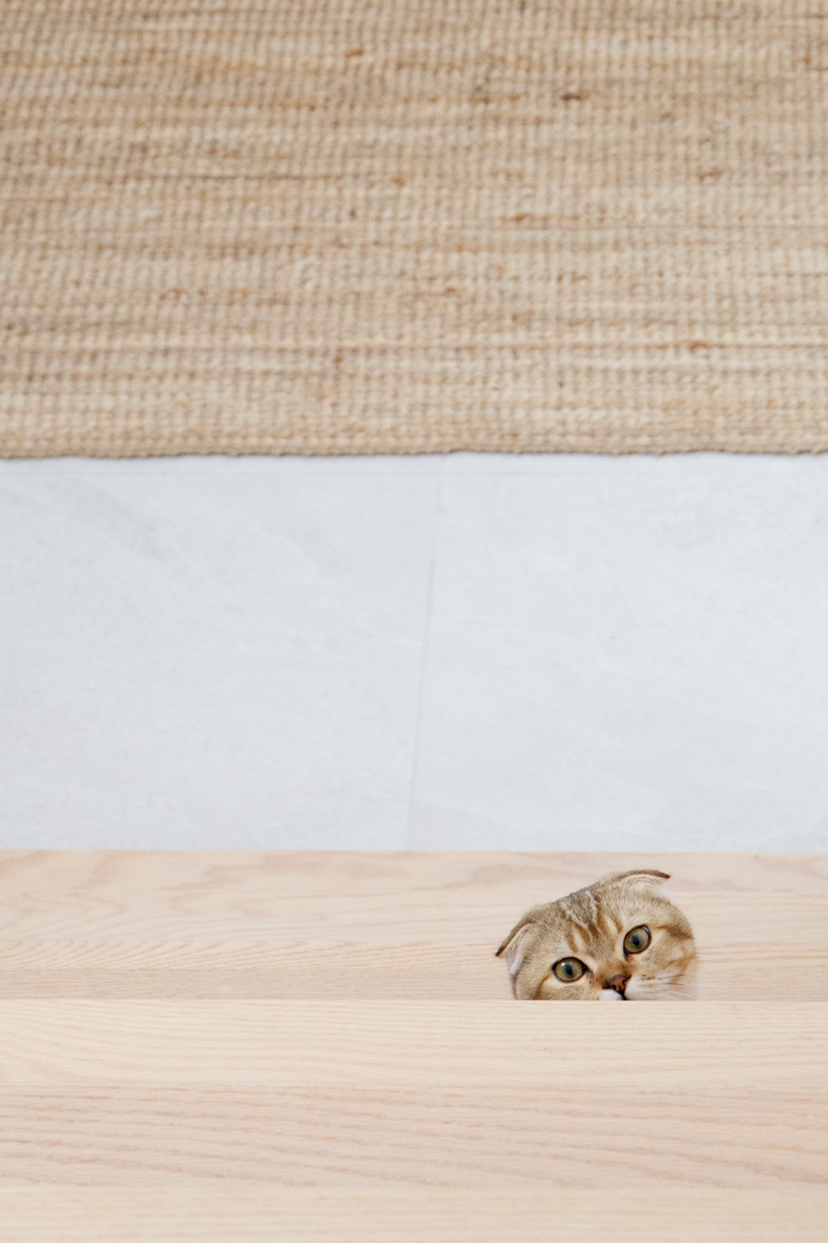 Un chat qui émerge d'une ouverture dans le sol en bois, regardant vers l'avant. En arrière-plan, un mur blanc et un tapis beige au plafond.