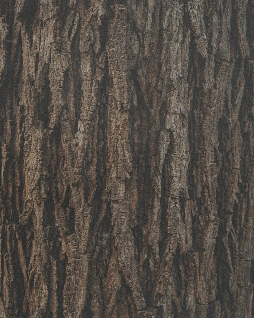 Gros plan sur l'écorce texturée d'un arbre, illustrant les matériaux bruts et l'inspiration naturelle qui guident les projets de design intérieur de Studio Lagom au Lac-Brome.