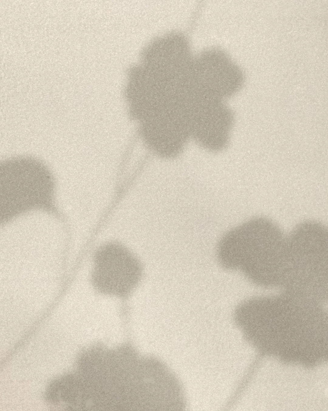 mbres douces de fleurs projetées sur un mur texturé, illustrant l'ambiance chaleureuse et naturelle des aménagements intérieurs de Studio Lagom au Lac-Brome.