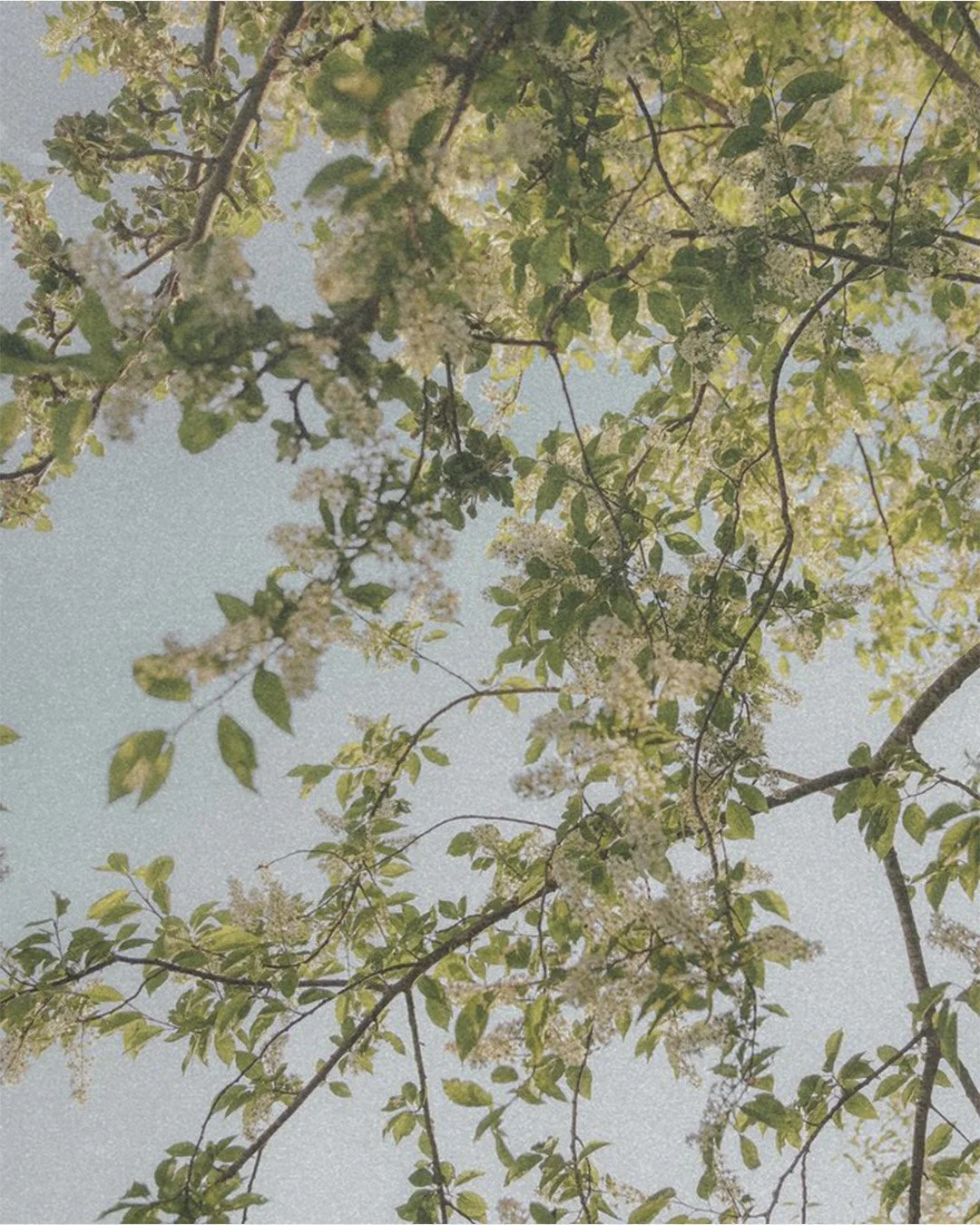 Branches d'arbres fleuries sous un ciel bleu, reflétant la lumière naturelle et l'environnement paisible qui inspirent les projets de design intérieur de Studio Lagom au Lac-Brome.