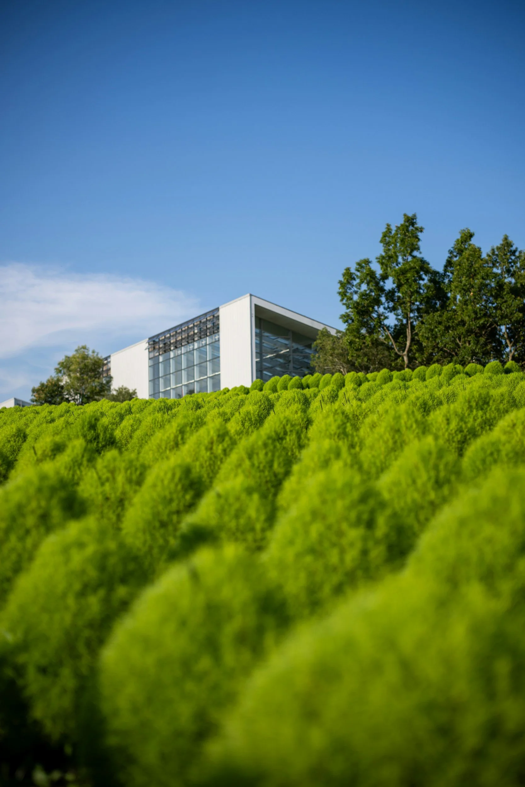 Modern building with large glass windows, surrounded by lush green trees and a vibrant green lawn under a clear blue sky.
