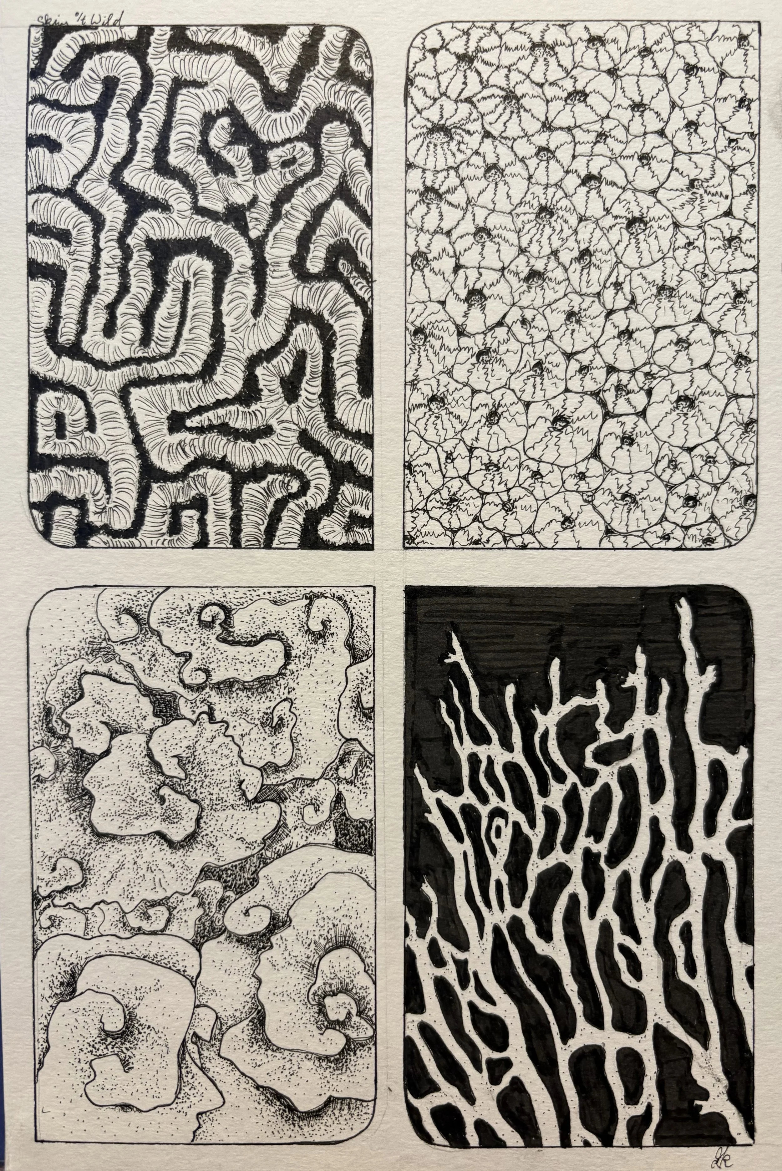 Coral Textures - Pen (2025)