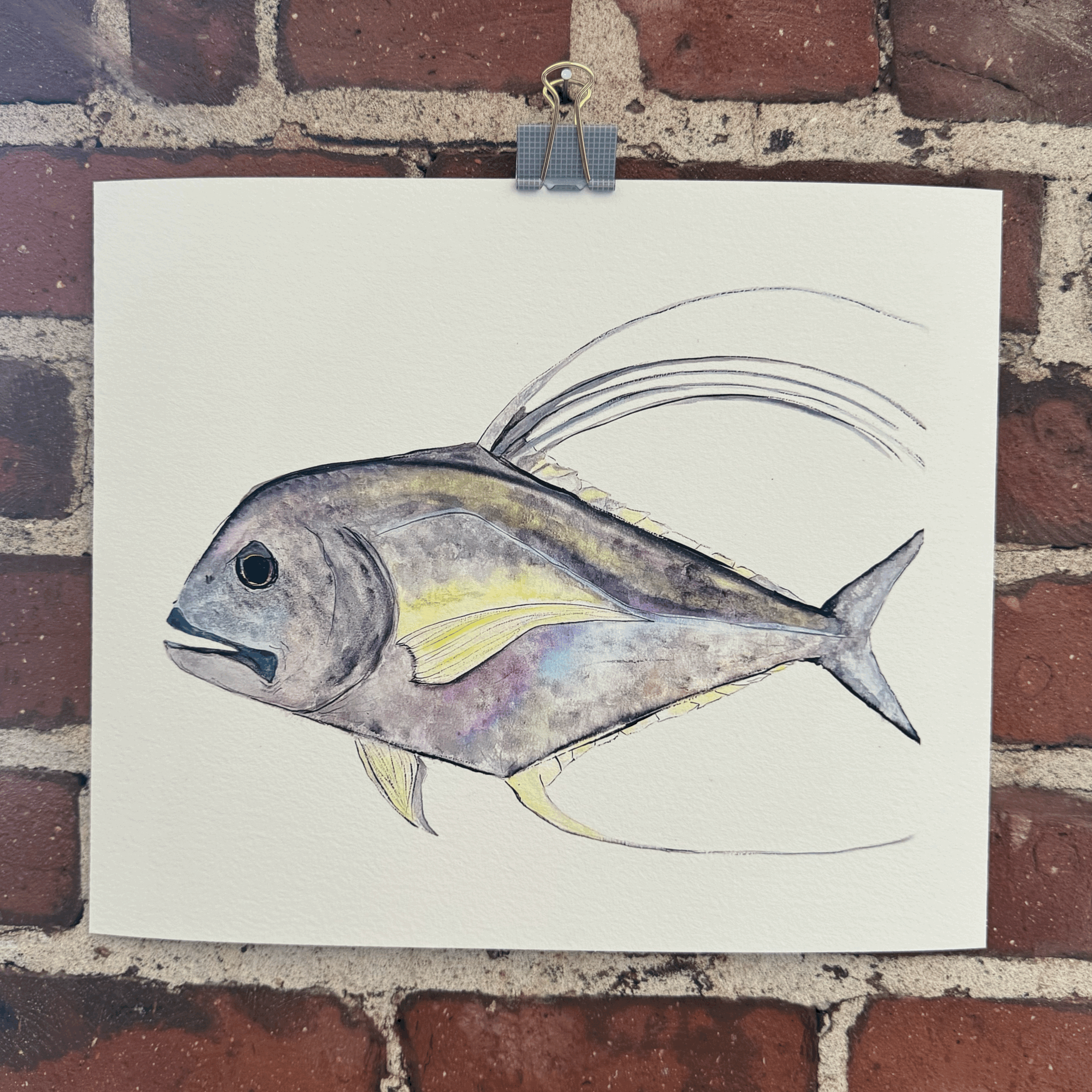 Giclée Print - African Pompano in Color