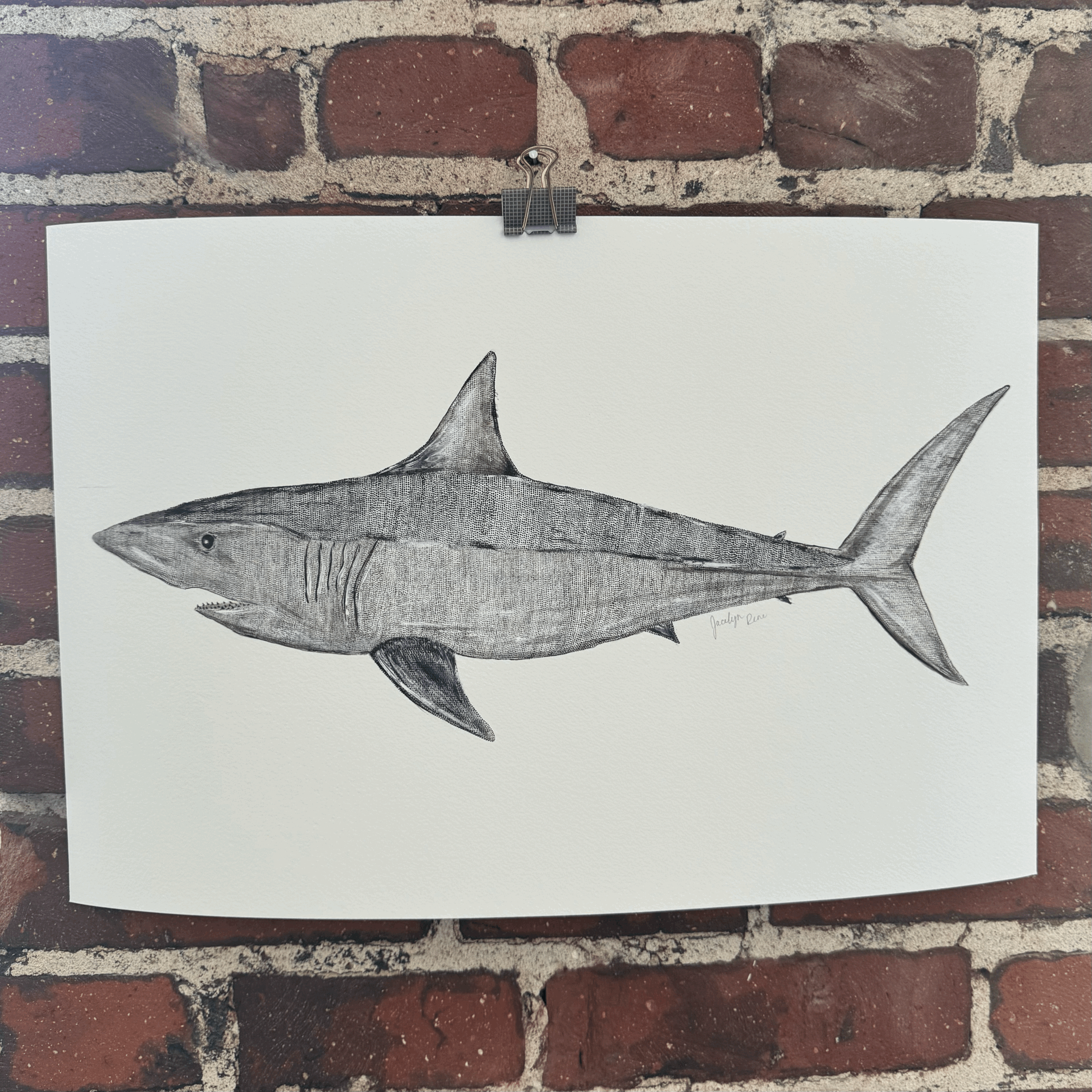 Giclée Print - Mako Shark