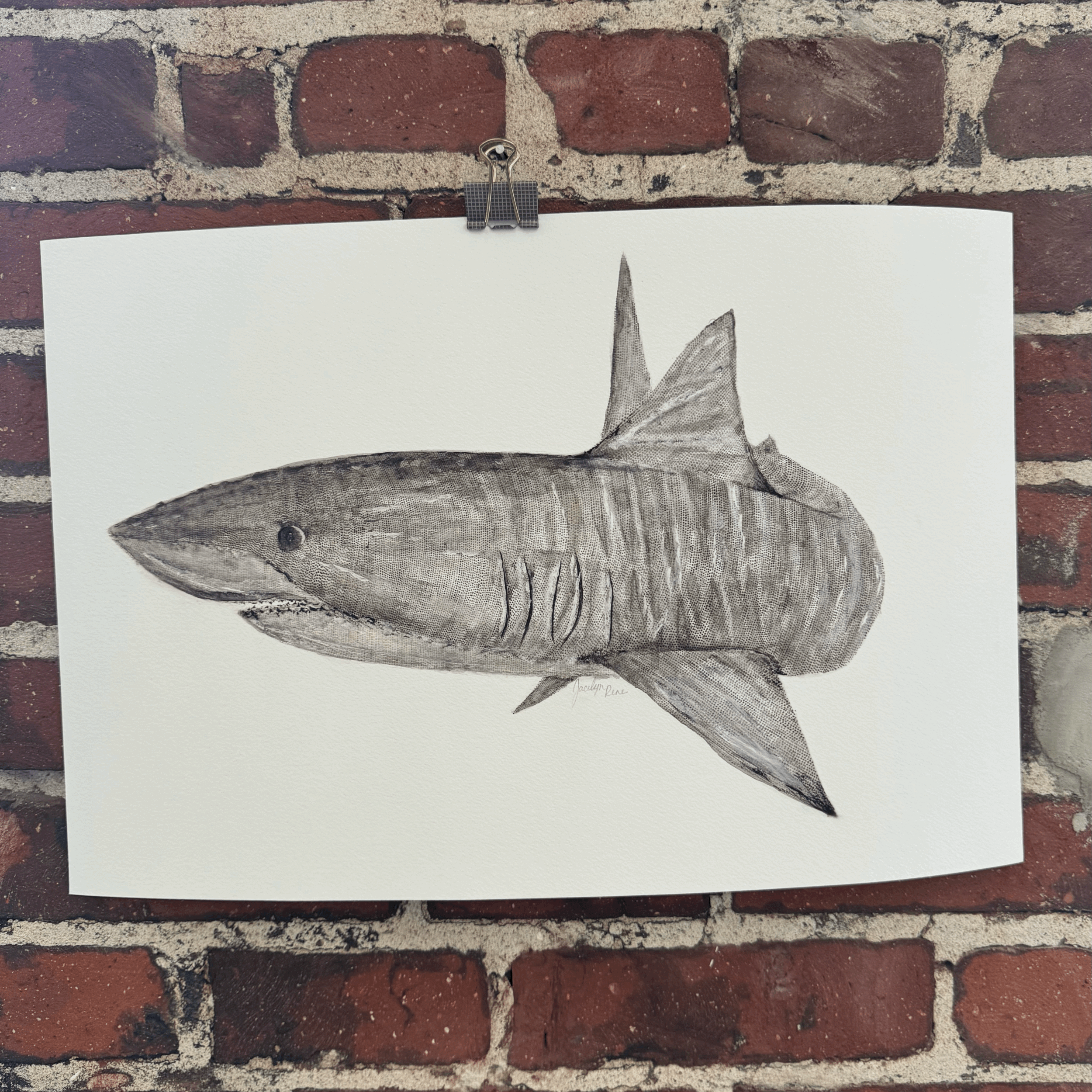 Giclée Print - Tiger Shark