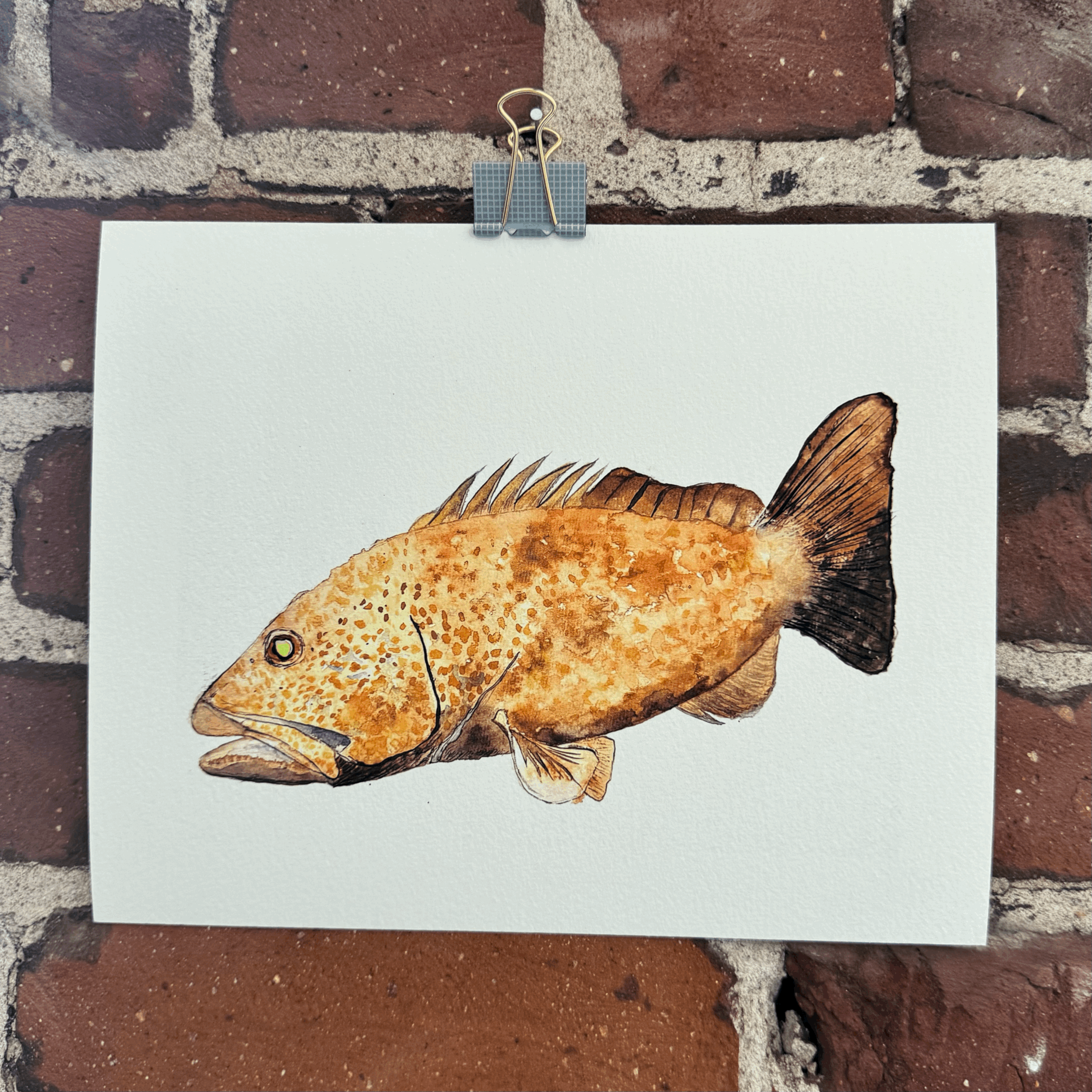 Giclée Print - Grouper in Color