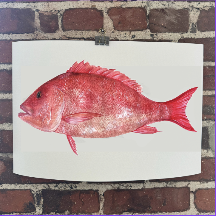 Giclée Print - Red Snapper