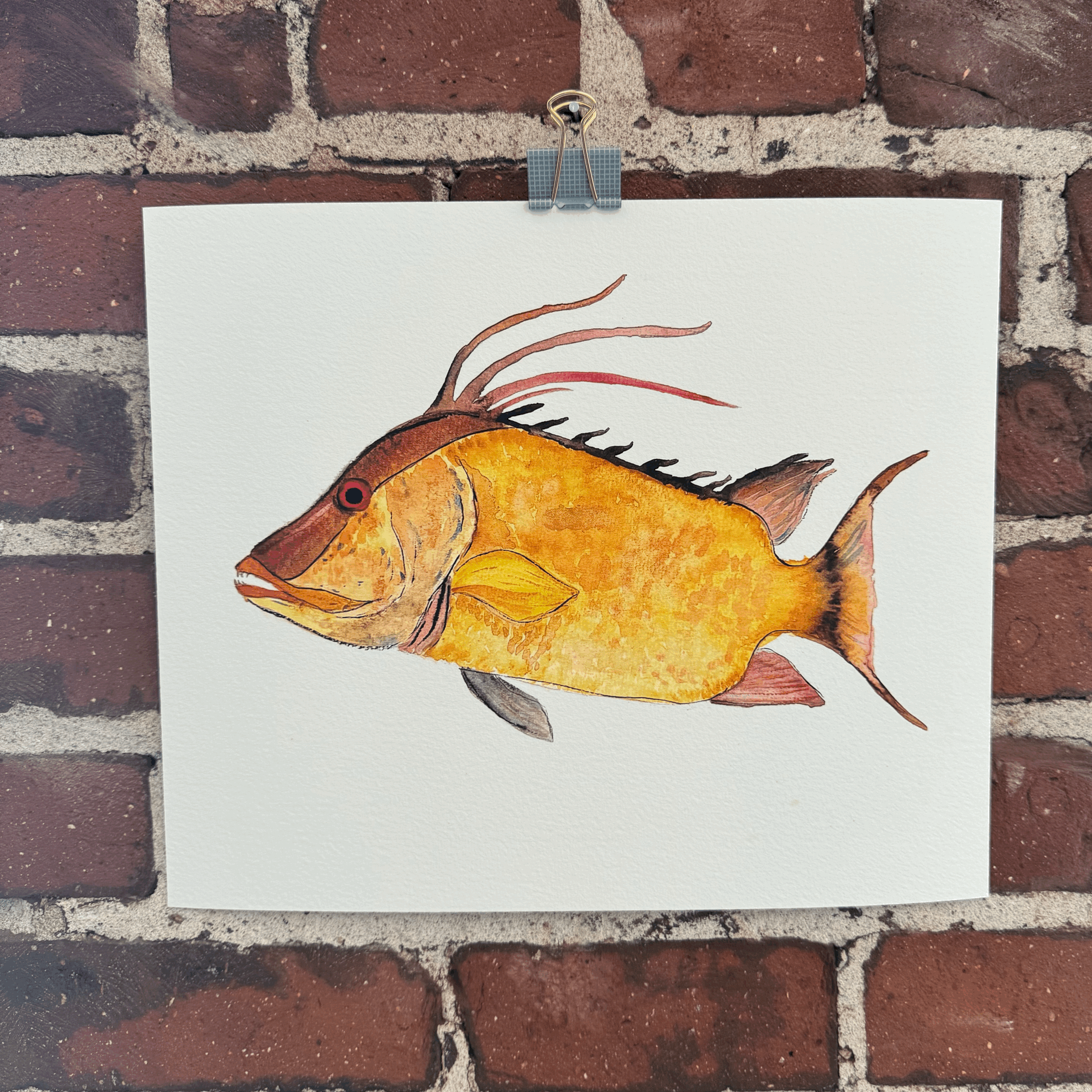 Giclée Print - Hogfish