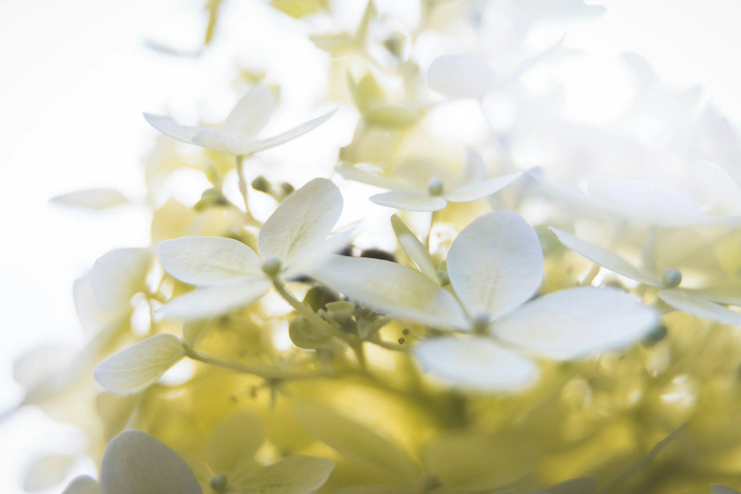 Close-up of white and pale yellow hydrangea flowers with soft light background.