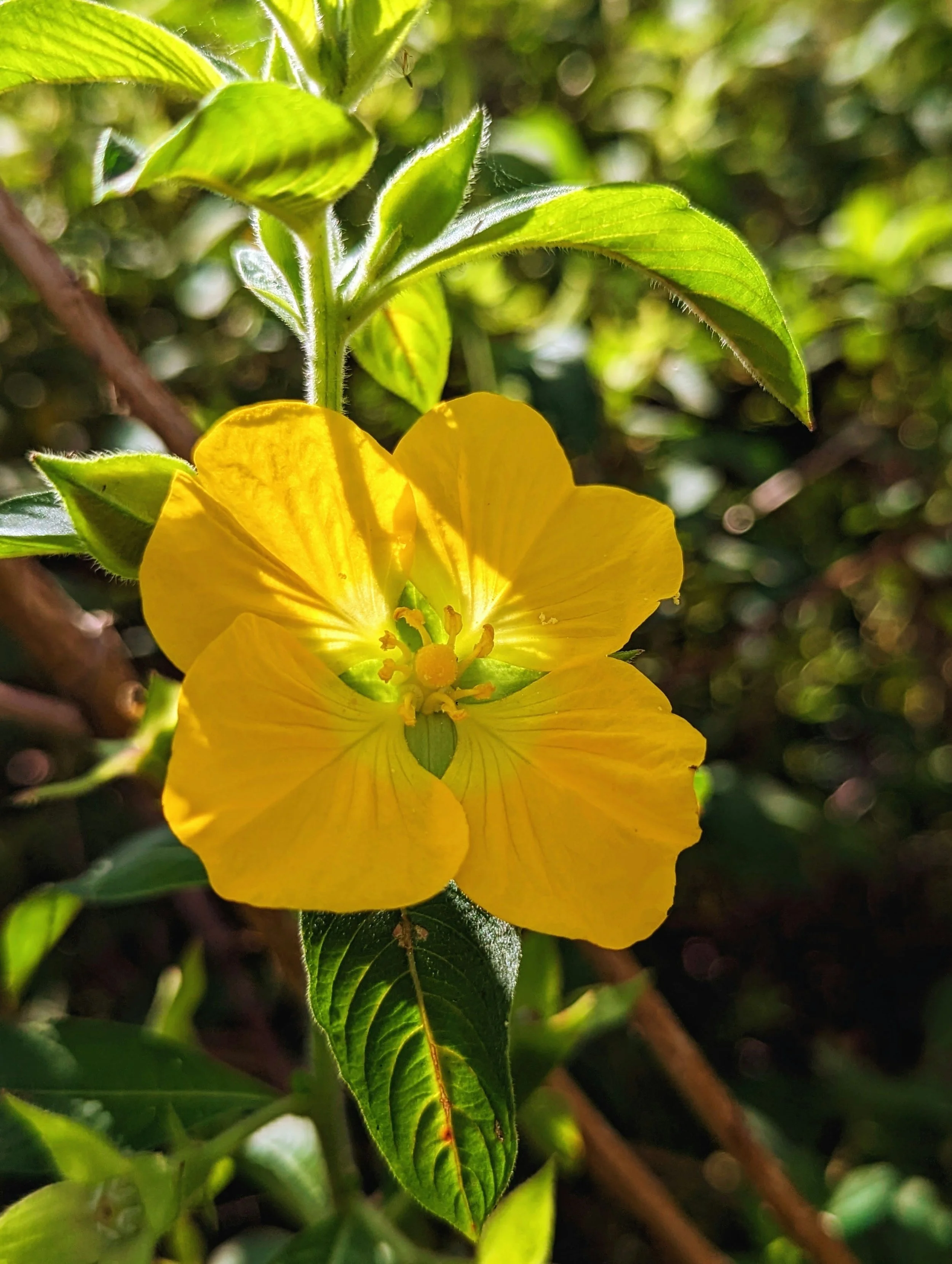 Close-up of a yellow flower with green leaves in sunlight.