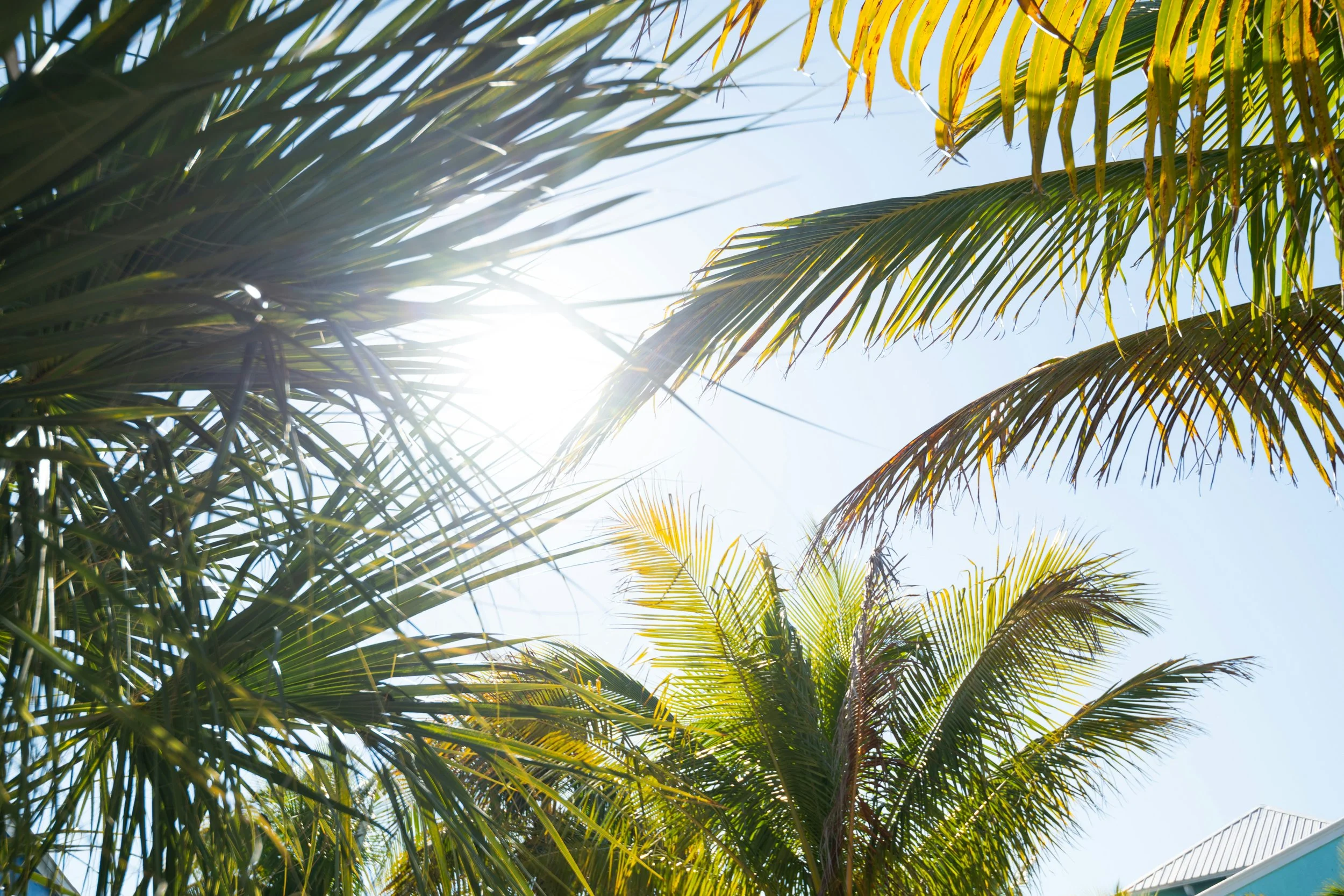 Sunshine shining through palm trees against clear blue sky.