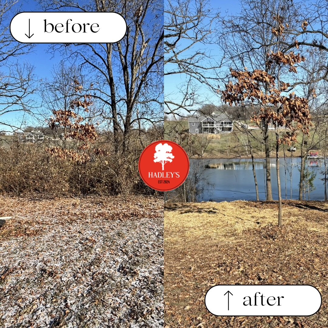 Comparison photo showing a wooded area before and after tree trimming, with the 'before' side having more dense, leafless branches and the 'after' side showing a more open area with fewer branches and some remaining leaves, with a body of water and houses in the background.
