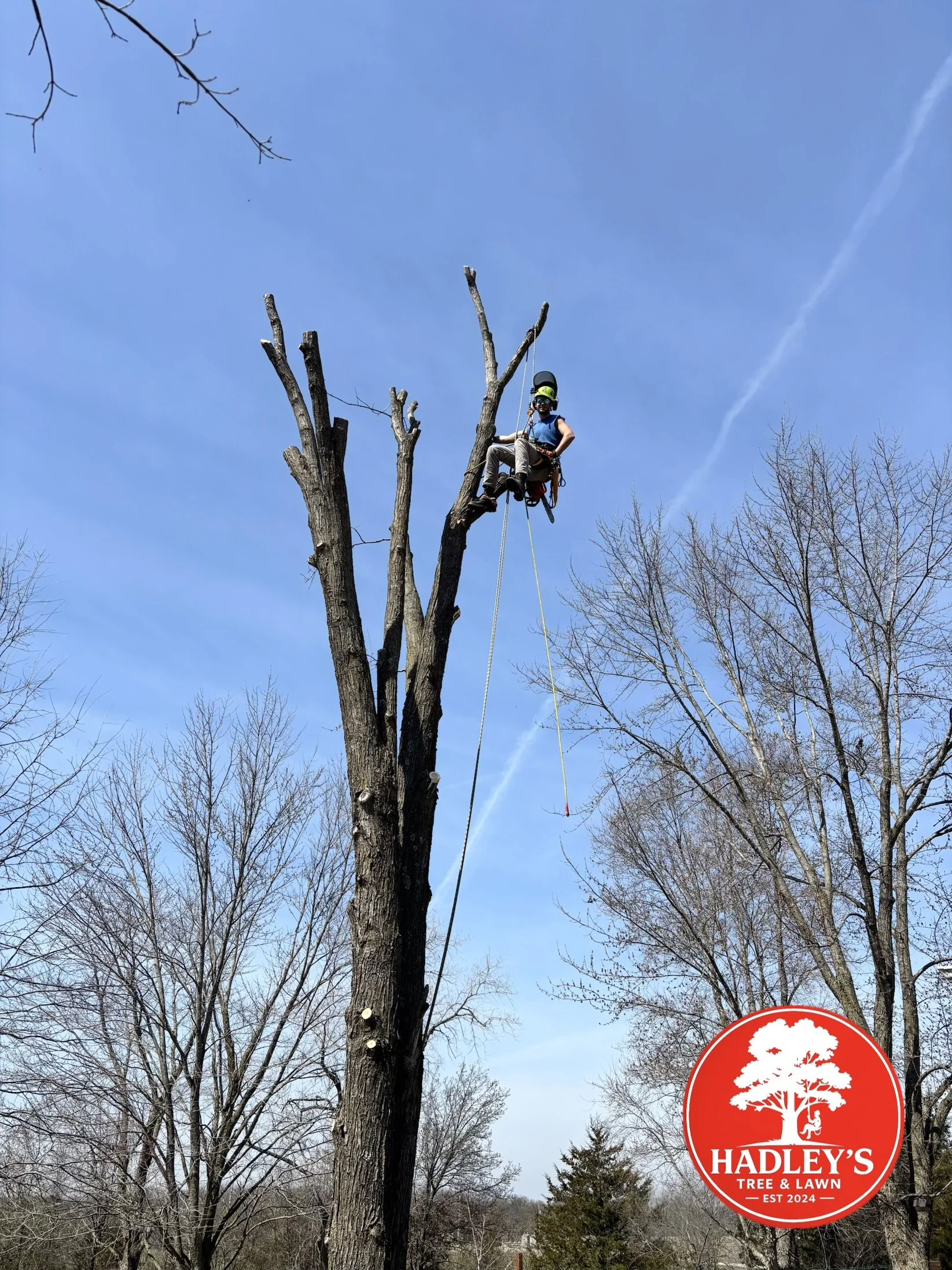 Full tree removal in process Foley MO