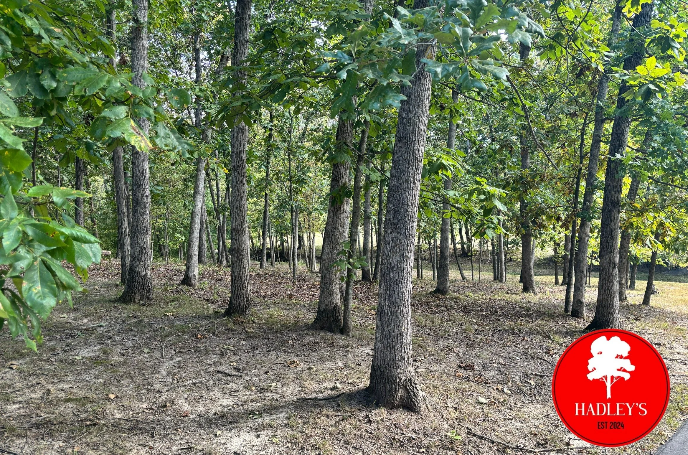 A wooded area with several tall trees and a dirt ground. There is a red logo in the bottom right corner with a white tree silhouette and the text 'HADLEY'S EST 2024'.