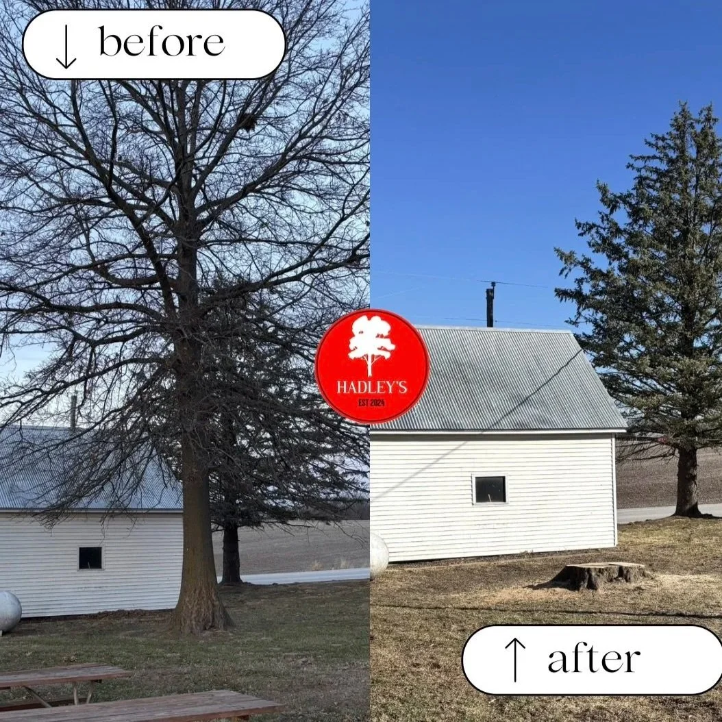 Old-Monroe-Tree-Service-Hadleys