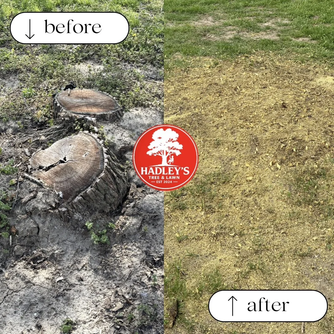Split image showing a tree stump on the left labeled 'before' and a cleared, lawn area on the right labeled 'after,' with Hadley's Tree & Lawn logo in the center.