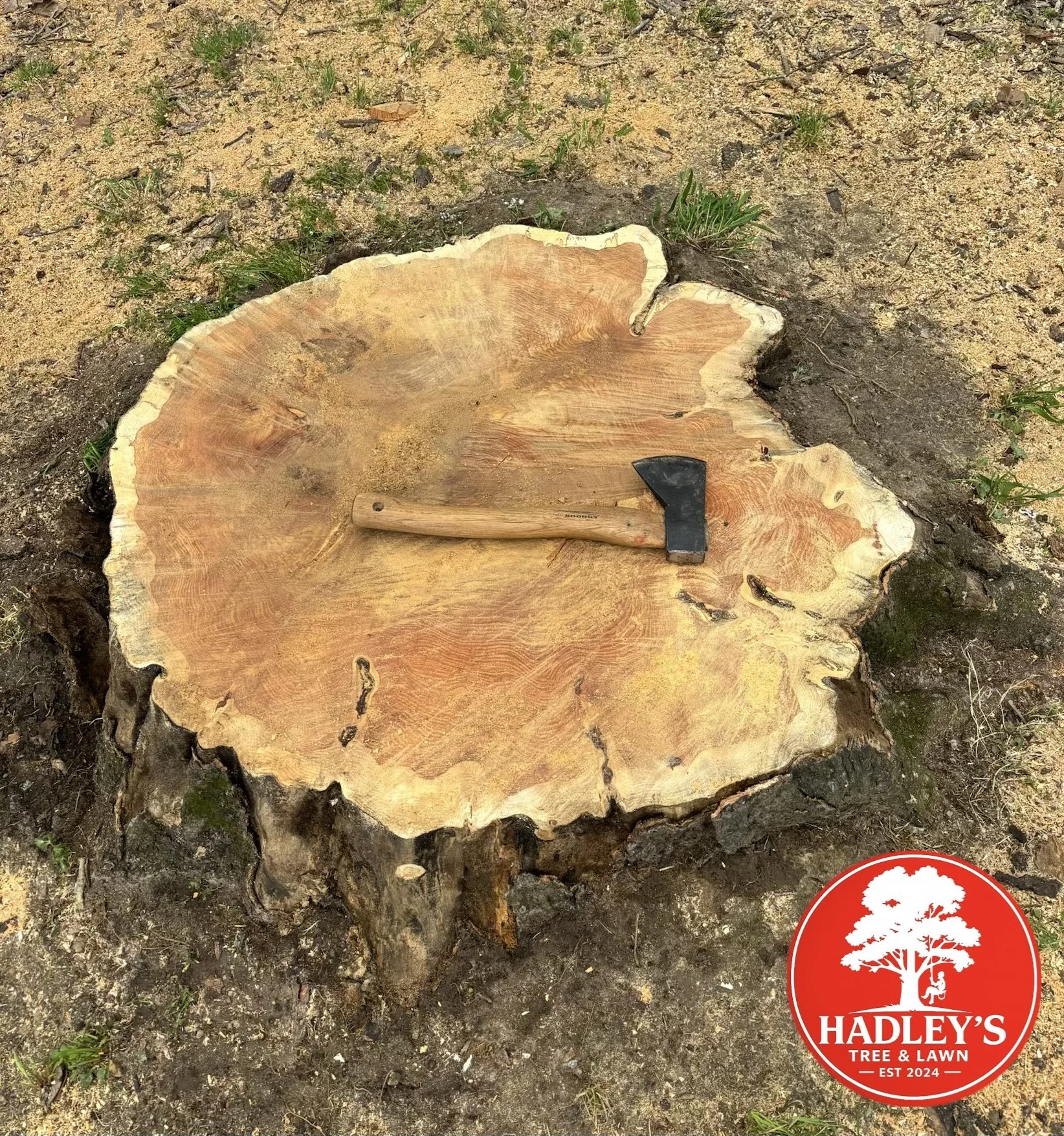 A freshly cut tree stump with visible growth rings, placed outdoors on dirt and grass. A small axe with a wooden handle rests on the stump. A red and white circular logo in the bottom right corner reads 'HADLEY'S TREE & LAWN EST 2024' with a tree graphic above the text.