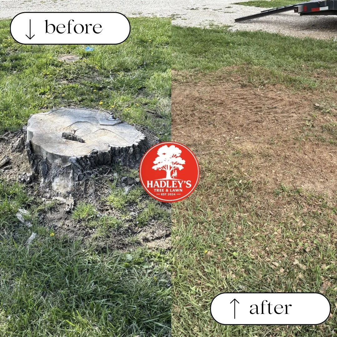 A split comparison of a tree stump left on the grass with some grass and yellow flowers on the left side, and a cleared dirt area on the right side, with a red logo for Hadley's Tree & Lawn in the center.