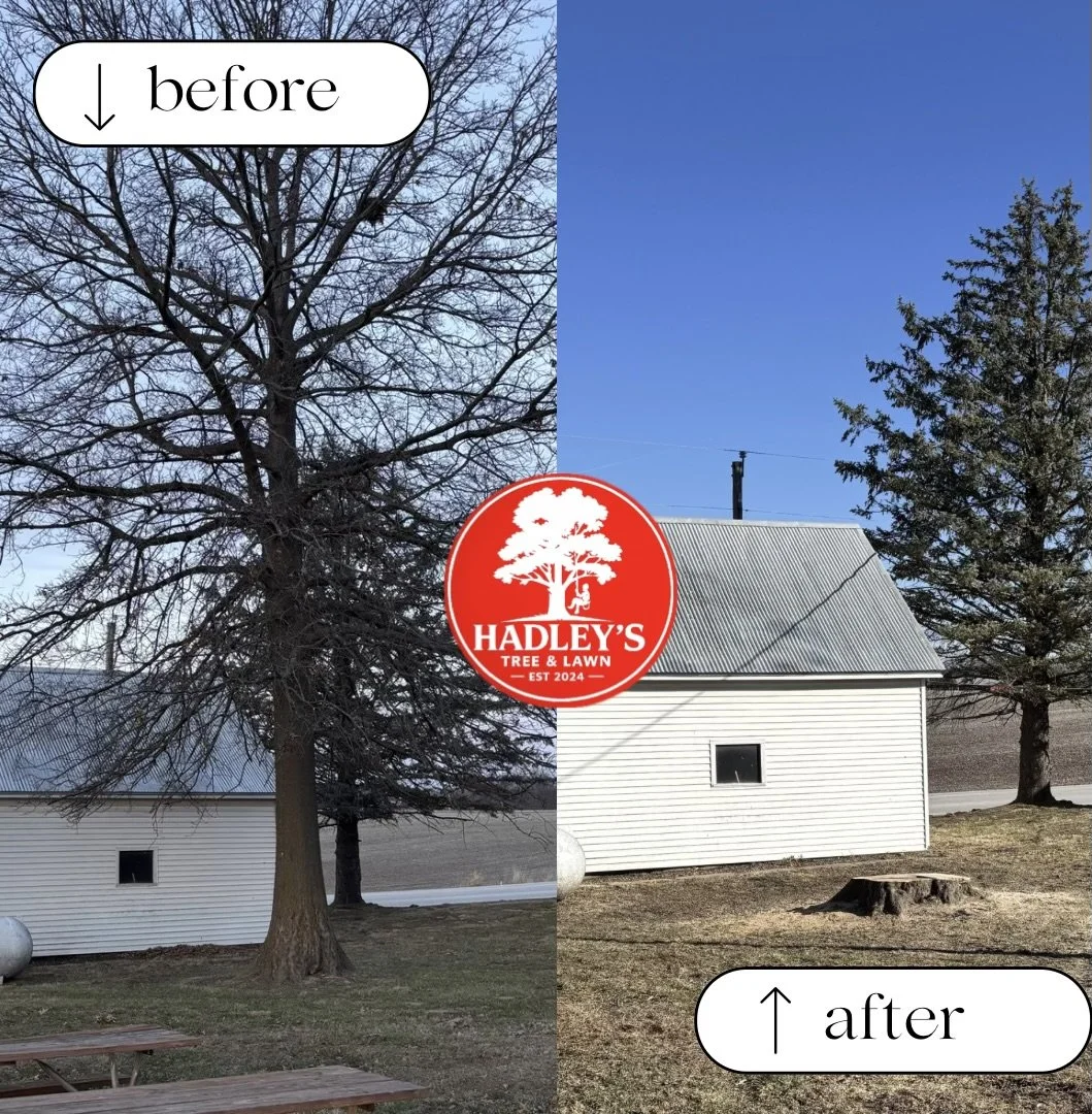 Split image showing a tree and a small white building before and after tree trimming, with a red Hadley's Tree & Lawn logo in the center.
