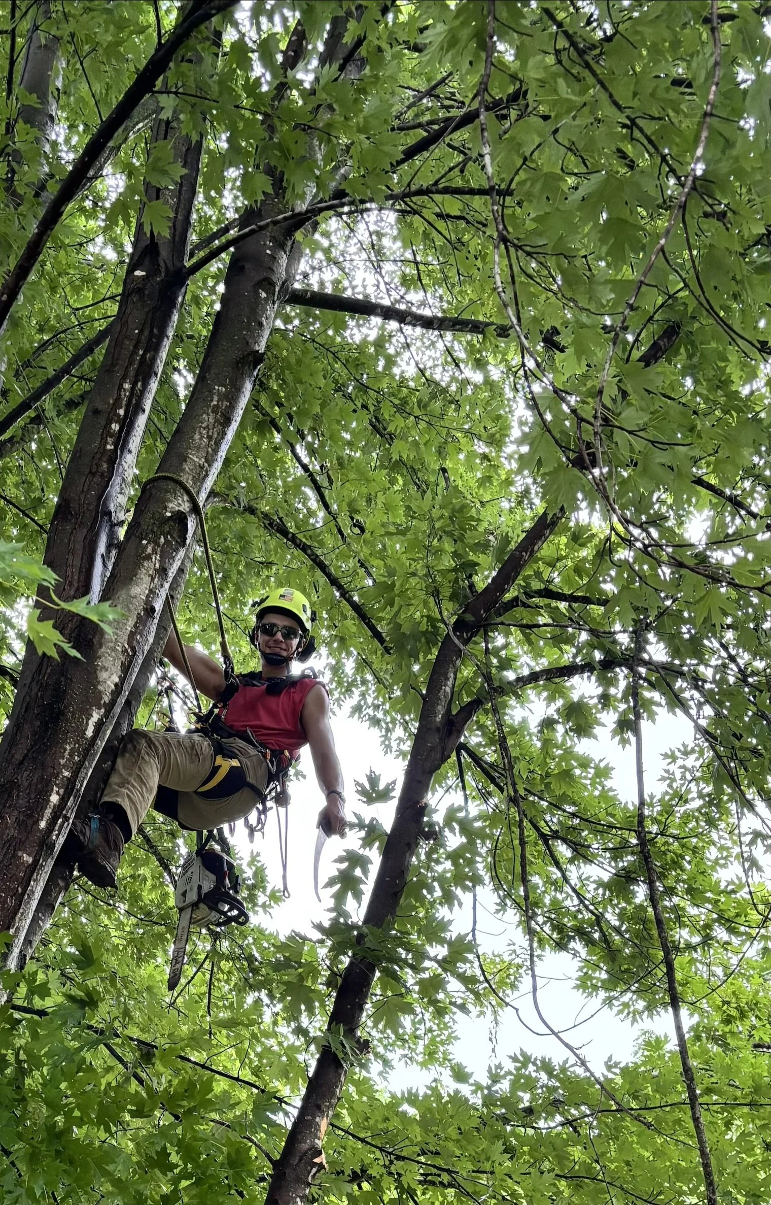 Tree Climber working in silver maple tree near Foley MO