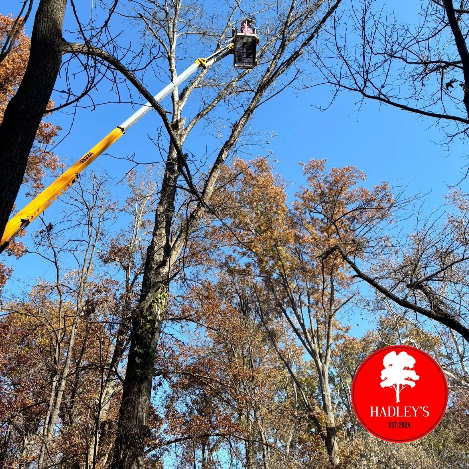Tree trimming crew using a bucket lift to prune tall trees with autumn foliage against a clear blue sky, with a red logo for Hadley's in the bottom right corner.