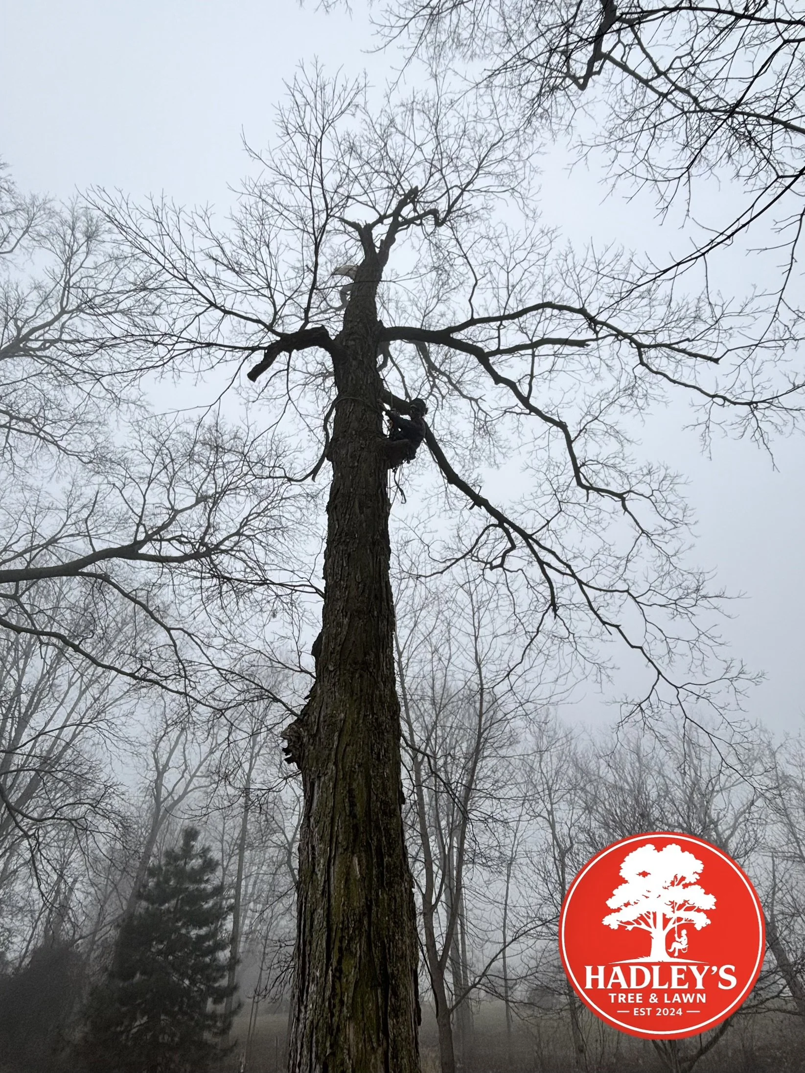 A tall, leafless tree in a foggy forest with a person climbing or working on it, at the bottom right corner is a red and white logo for Hadley's Tree & Lawn.