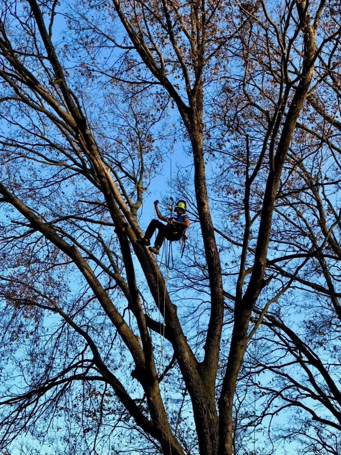 Person wearing a helmet and harness climbing or sitting in a large, leafless tree with many branches against a clear blue sky.