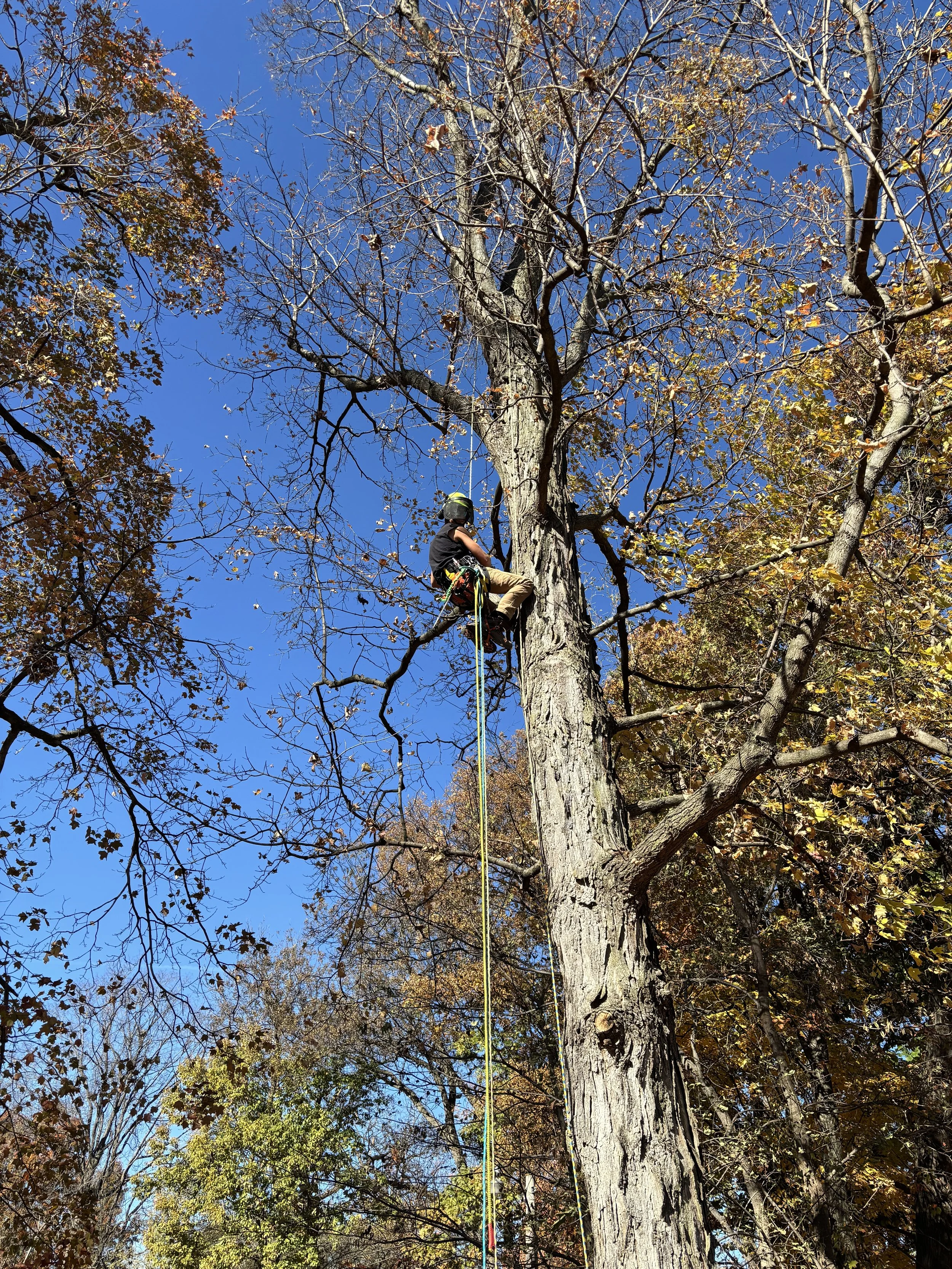 Climbing-Tree-Troy-MO