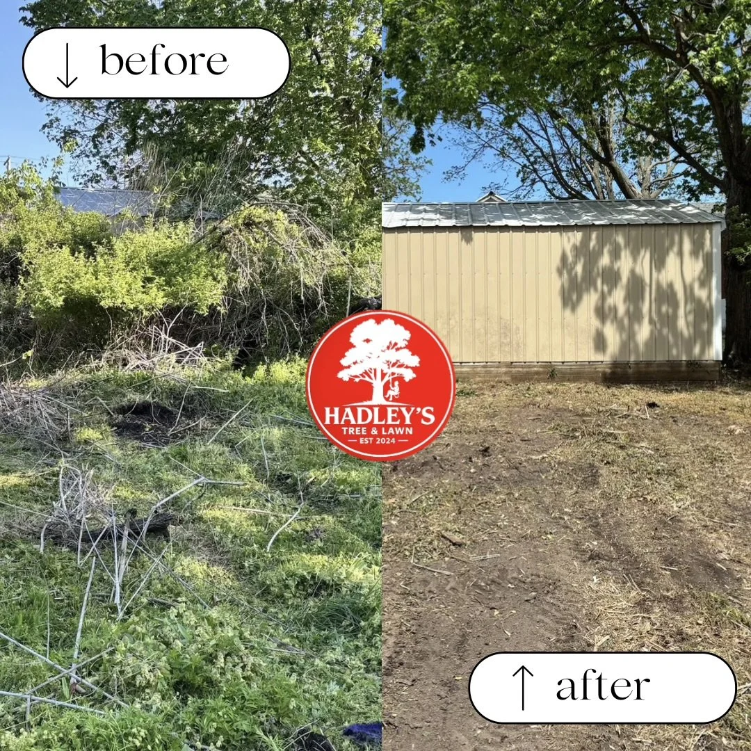 Side-by-side comparison of a yard before and after clean-up. The left side shows overgrown bushes, weeds, and scattered debris, while the right side shows a clean, cleared yard with a small shed and clear ground.