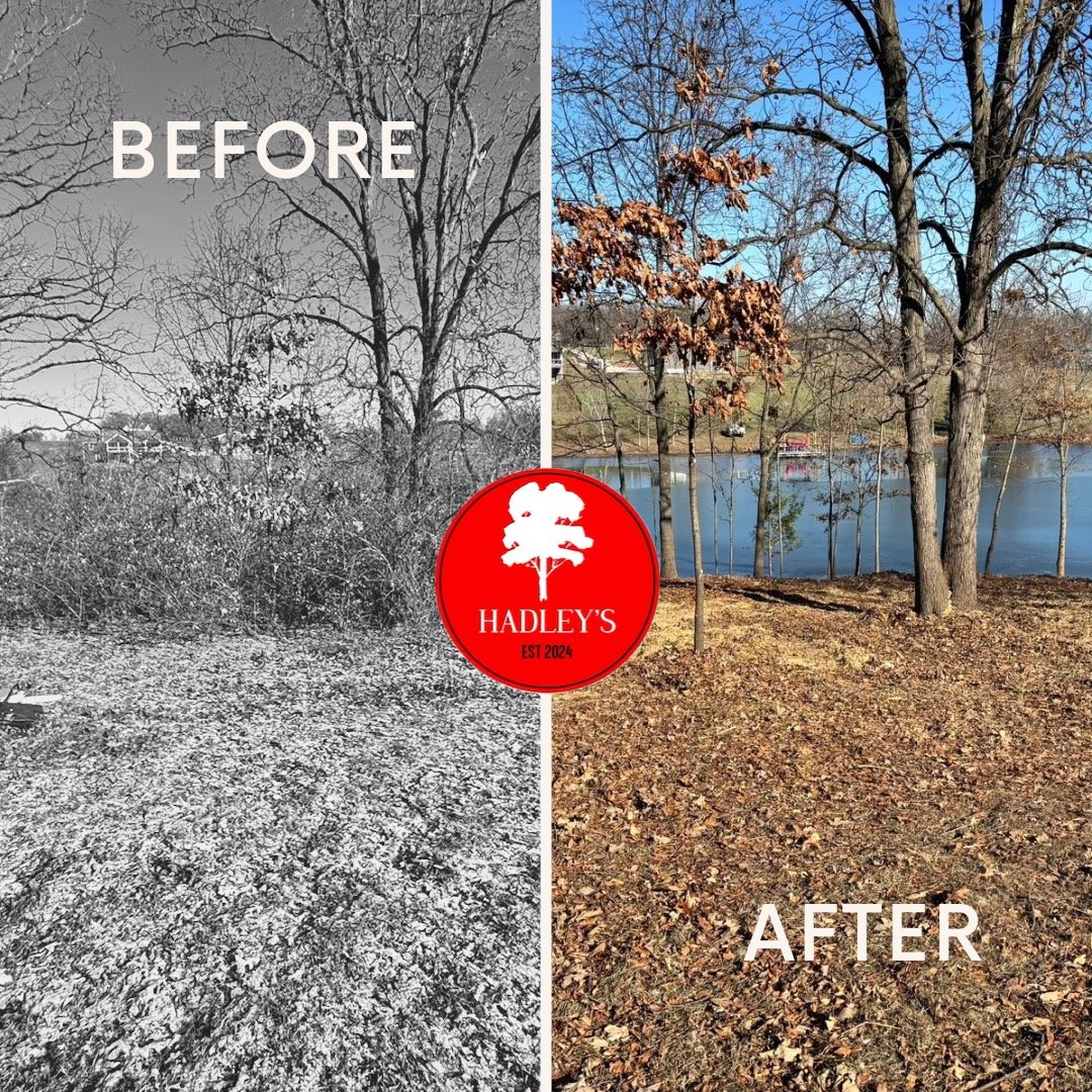 Before-After-Brush-Removal-Troy-MO