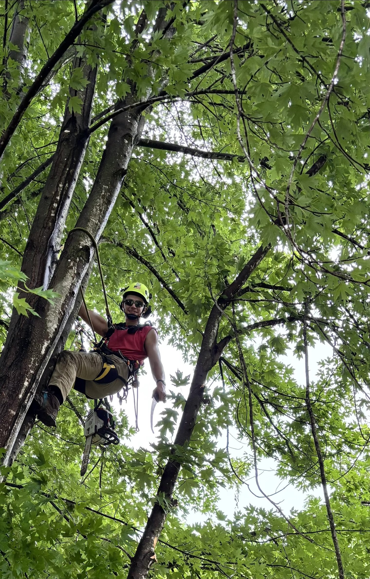 Tree Climber working in silver maple tree near Foley MO