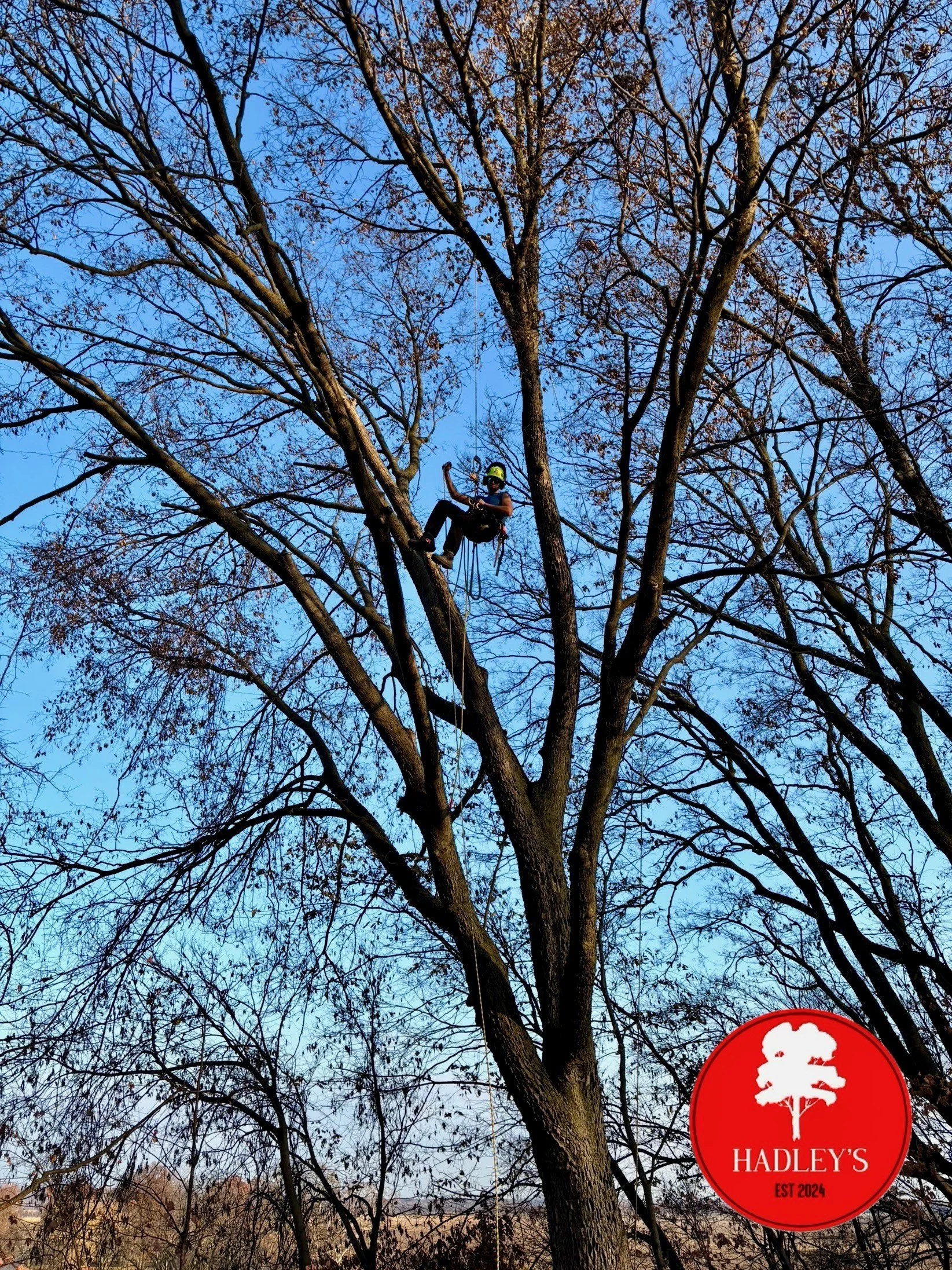 Hadley's Tree & Lawn, SRT climbing, trimming tree in Winfield, MO.
