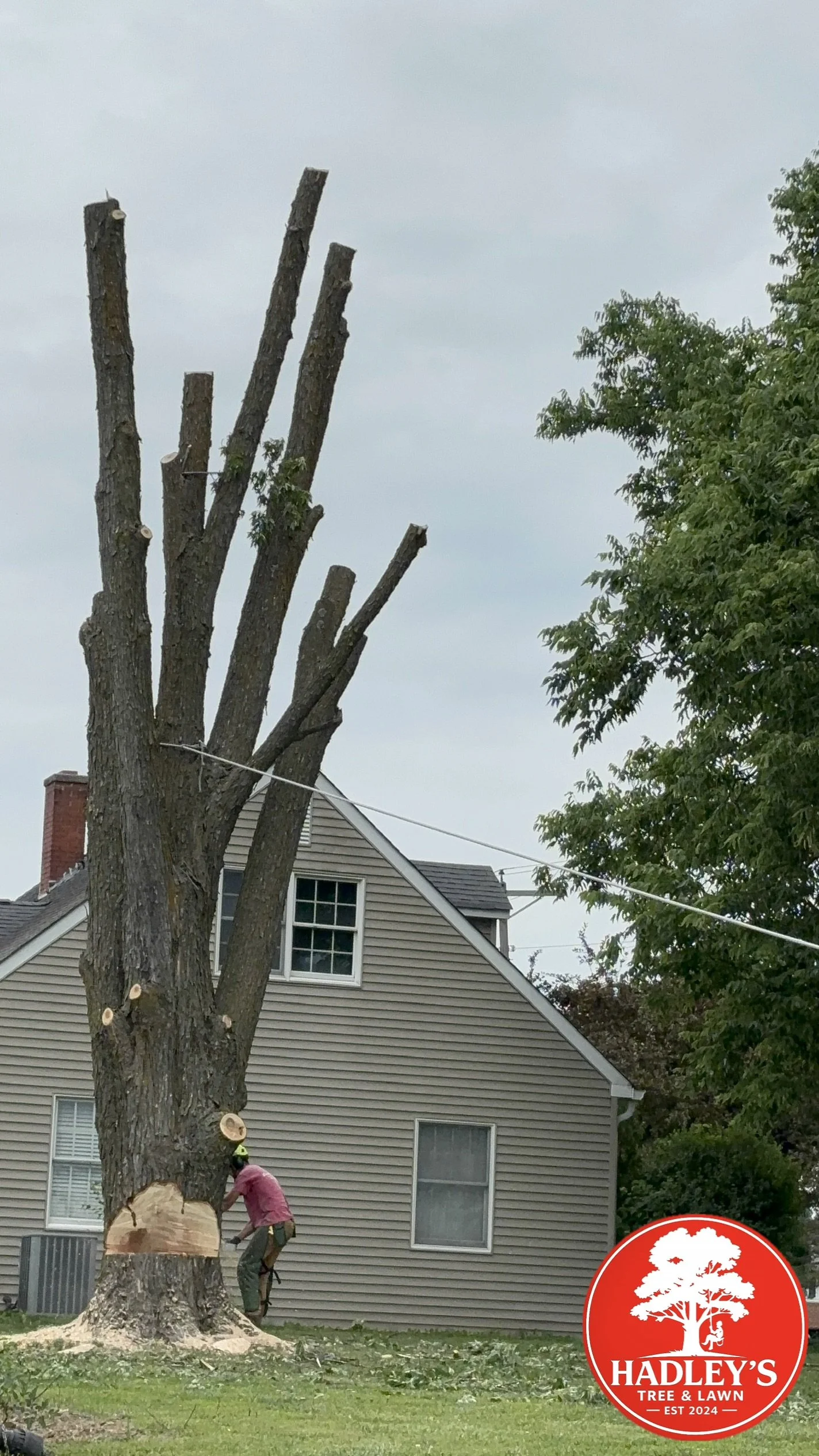 Full tree removal near Old Monroe, MO