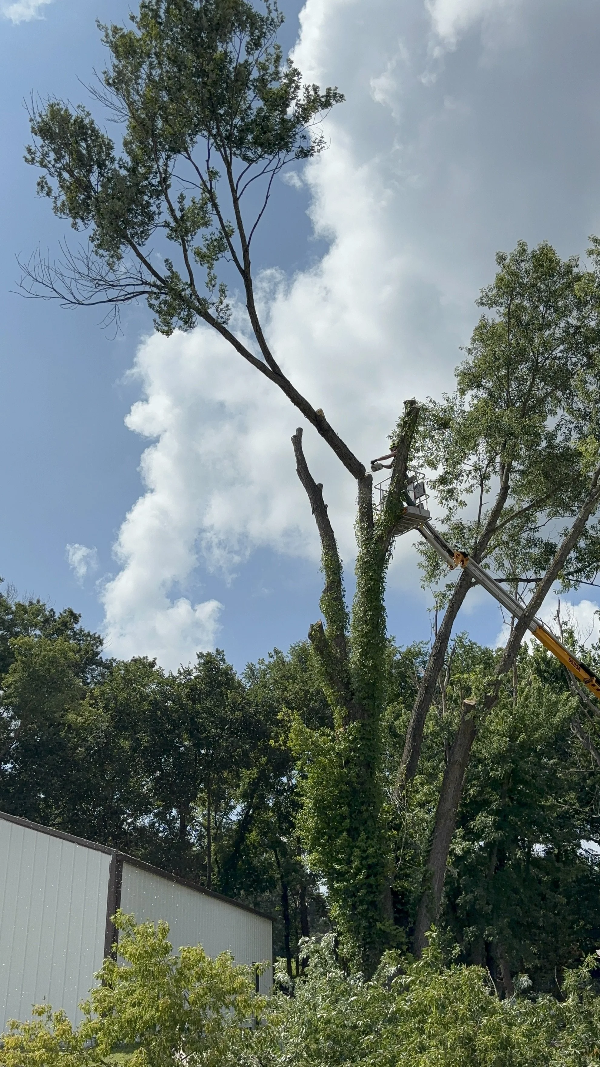 Large Tree Top Removal Winfield MO