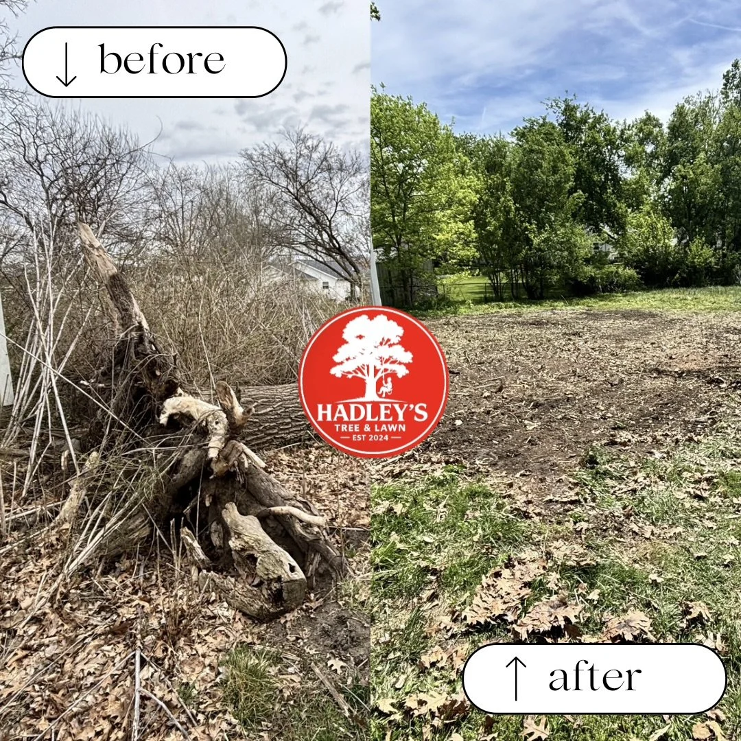 Side-by-side comparison of a neglected yard before and after cleanup. The left side shows overgrown, dead plants and fallen branches, while the right side shows a cleared, tidy yard with green grass and trees. Hadley's Tree & Lawn logo is centered in the image.