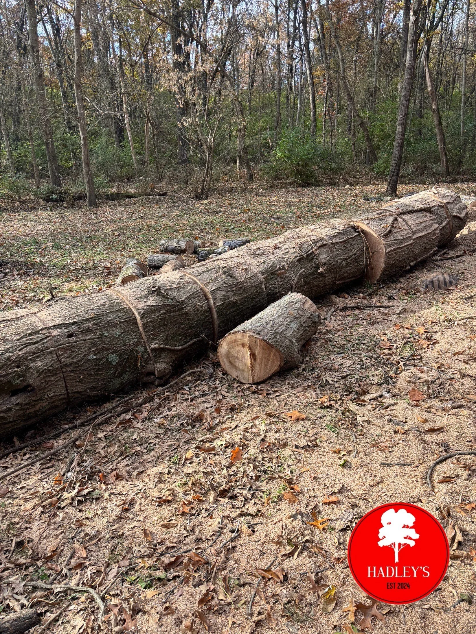 Fallen tree trunk on the forest ground with leaves and smaller logs around it, dense woods in the background, and a red circle logo with a white tree and text 'HADLEY'S EST 2024' in the bottom right corner.