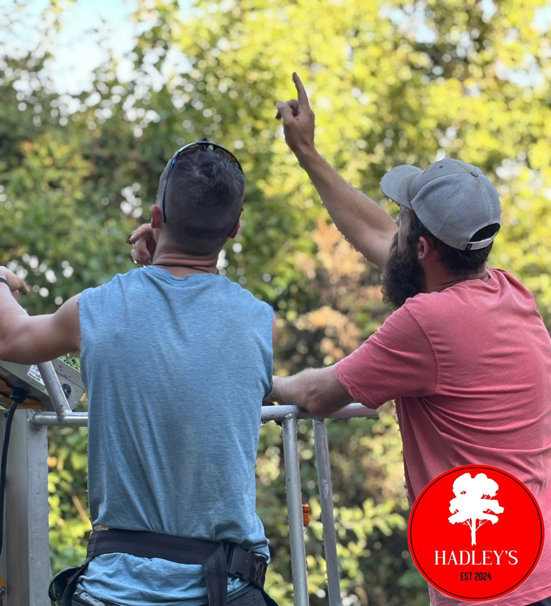 Hadley's Tree and Lawn about photo