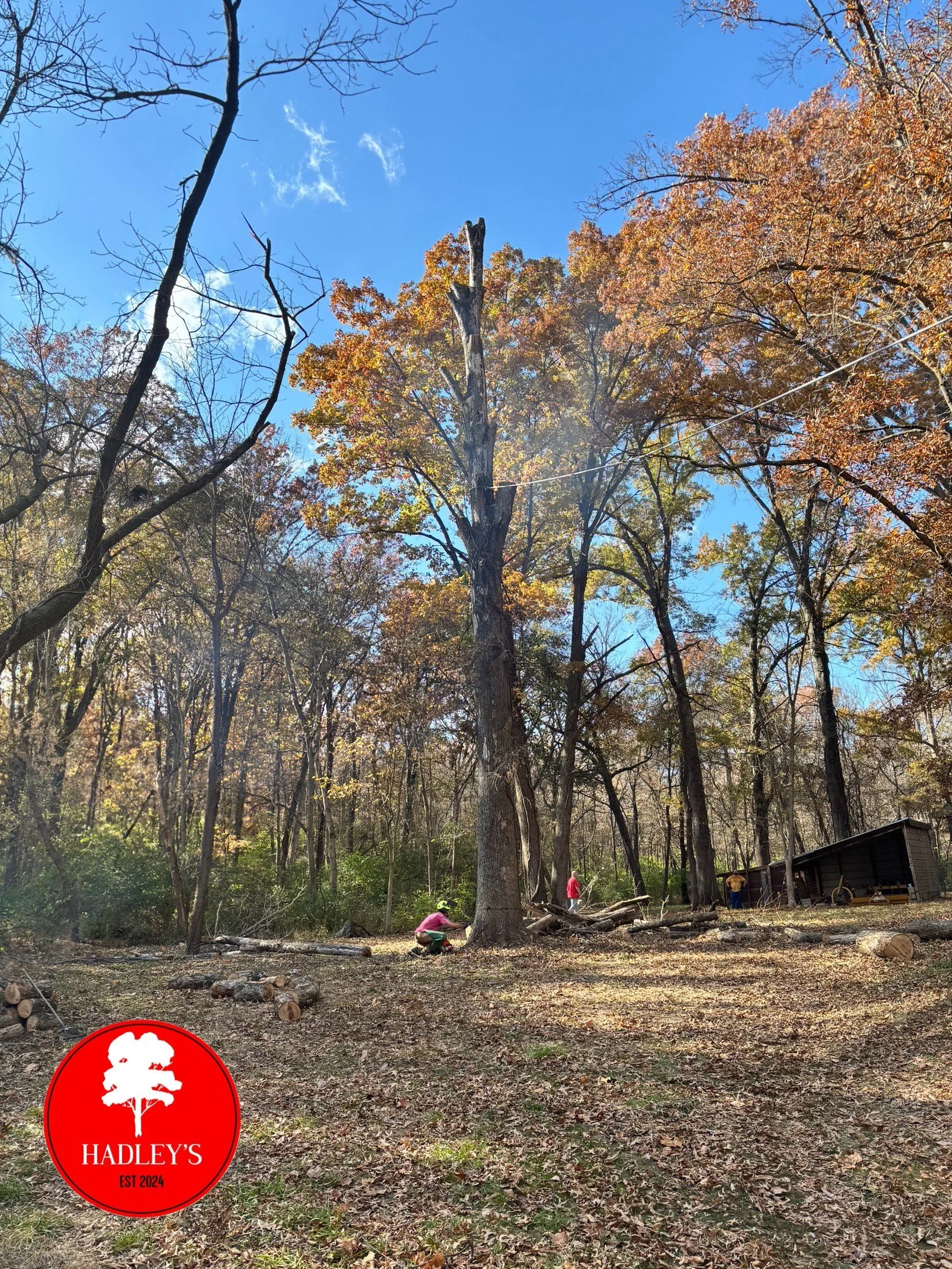 Hadley's Tree & Lawn dropping large oak spar utilizing a safety rope in St. Paul, MO.